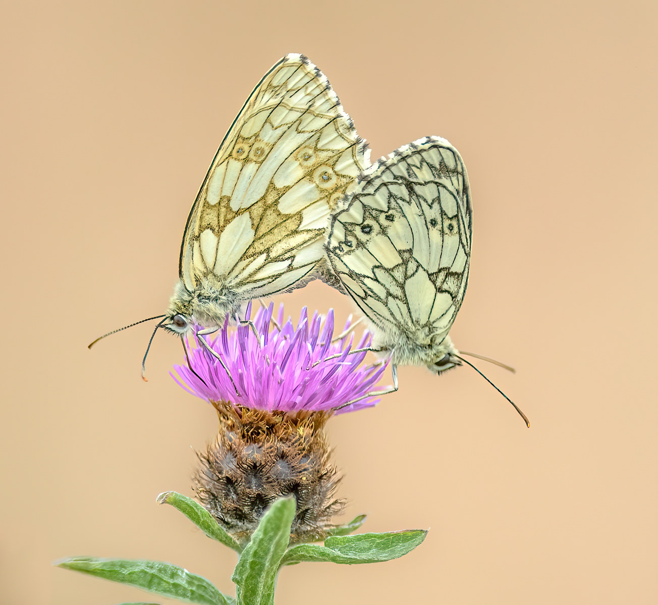 Marbled whites copulating