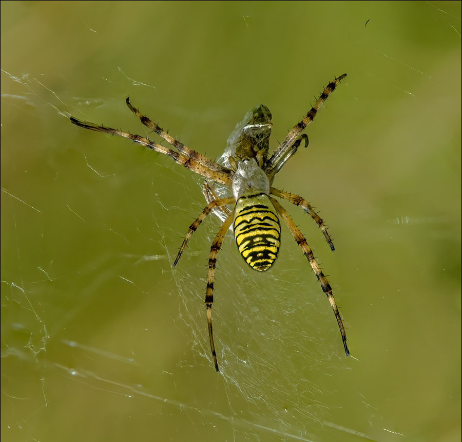Wasp Spider with cricket