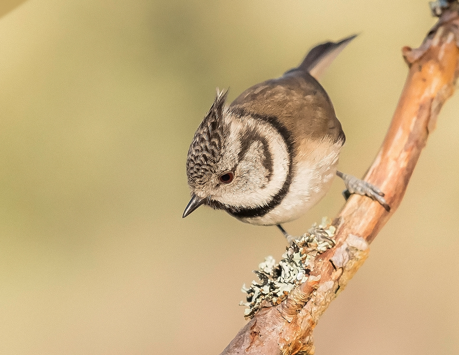 Crested Tit