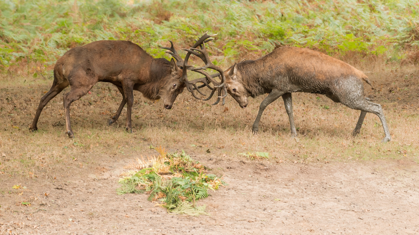 Deer Rutting