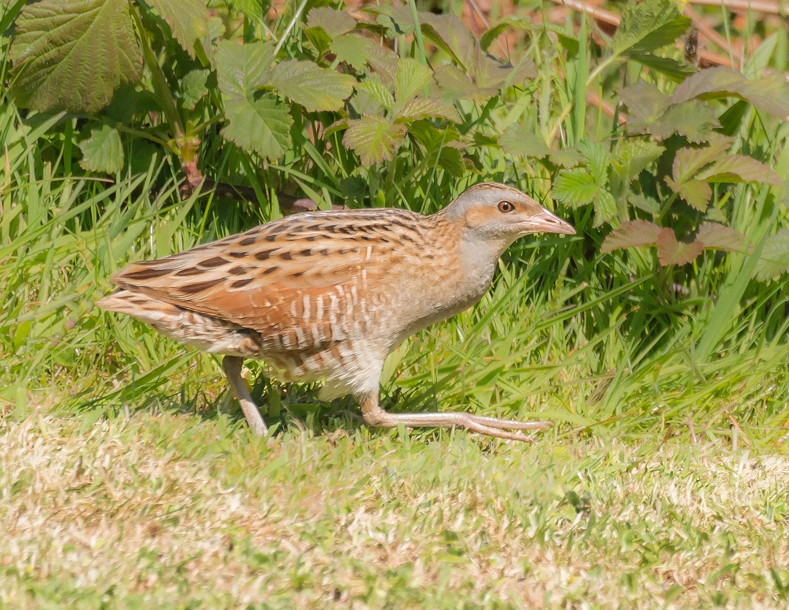 Corncrake