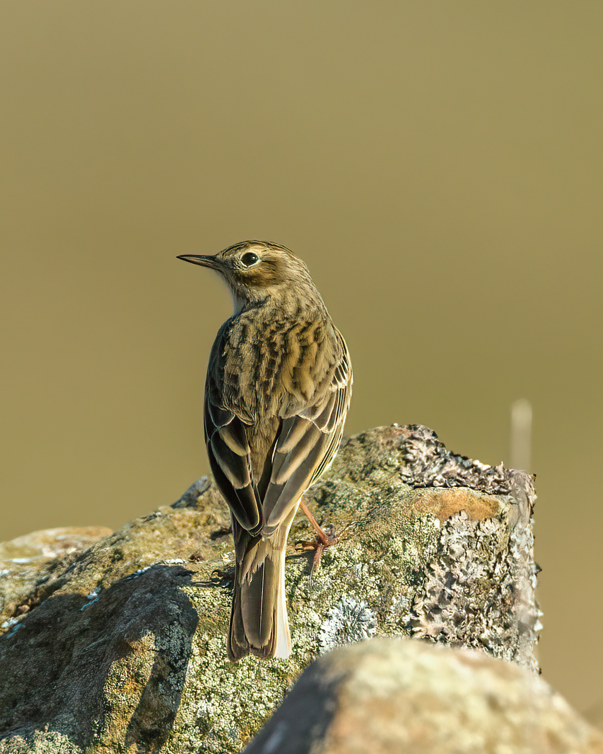 Rock Pipit