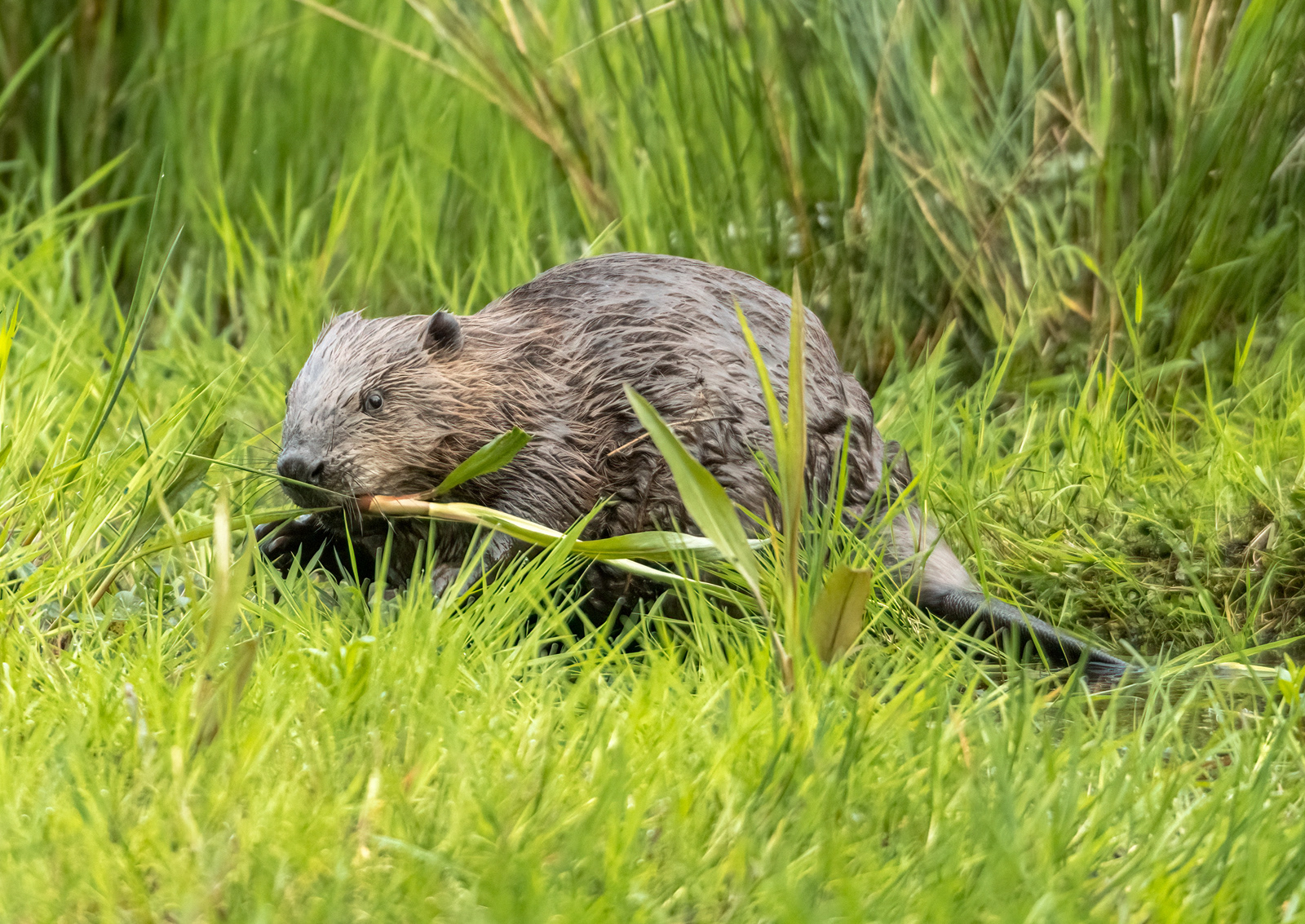 Beaver Feeding