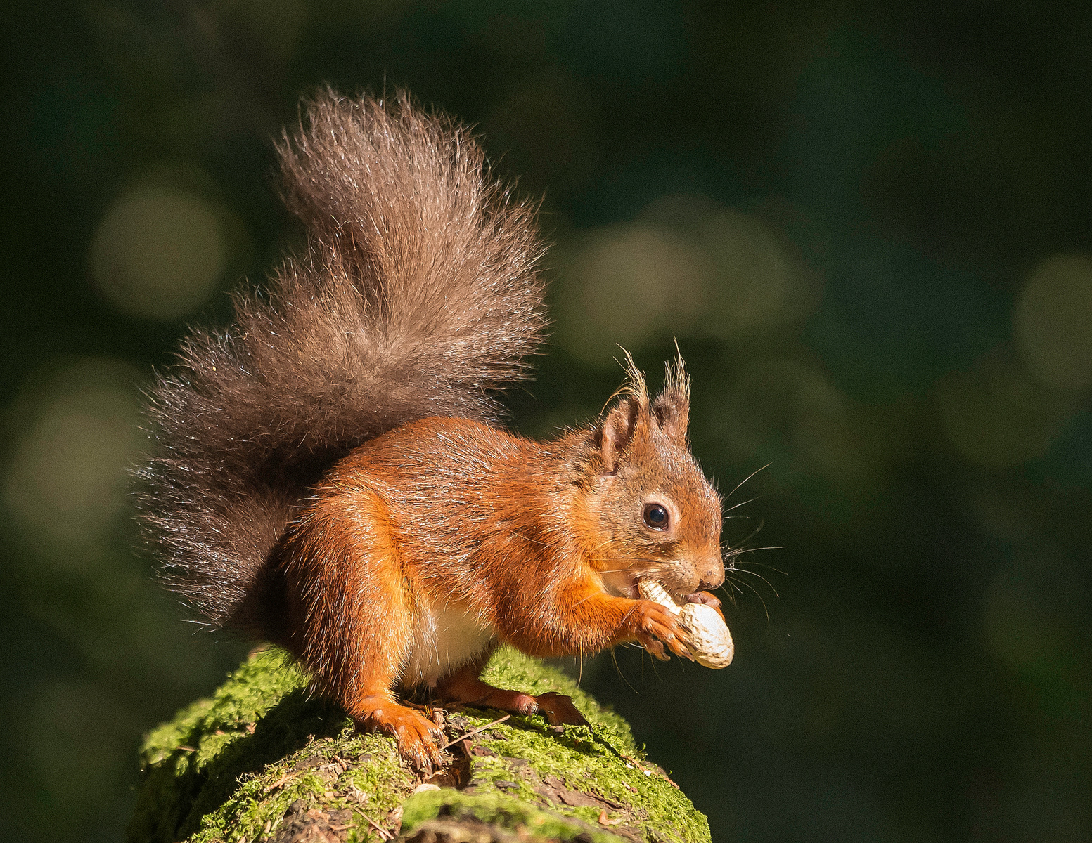 Red Squirrel