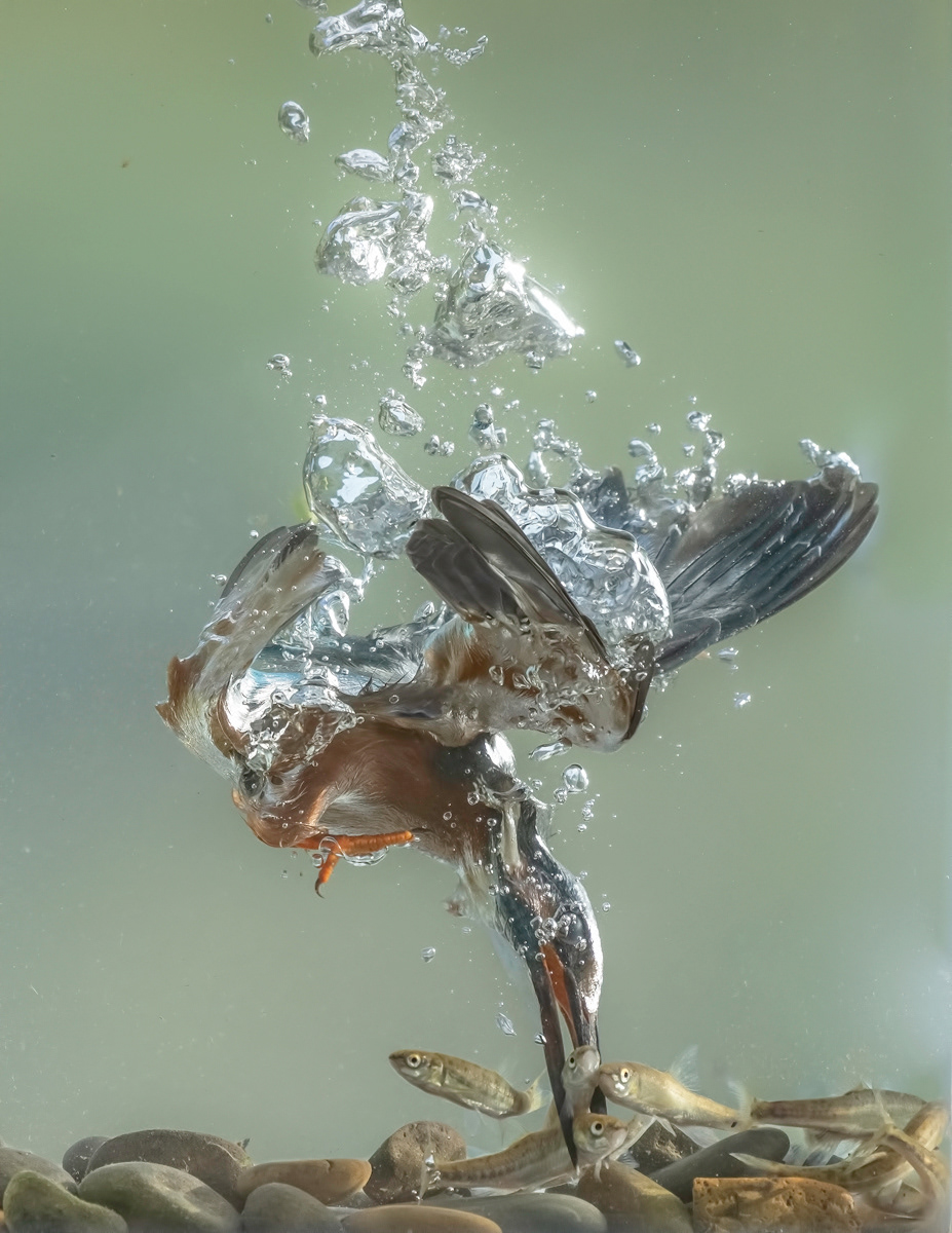 Underwater Kingfisher