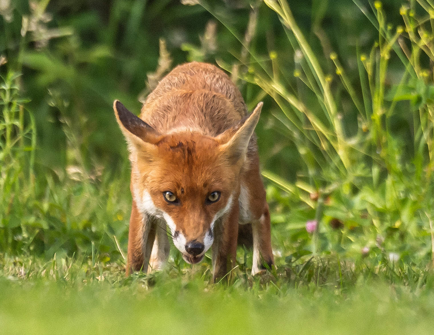 Stephen Harper - The Fox