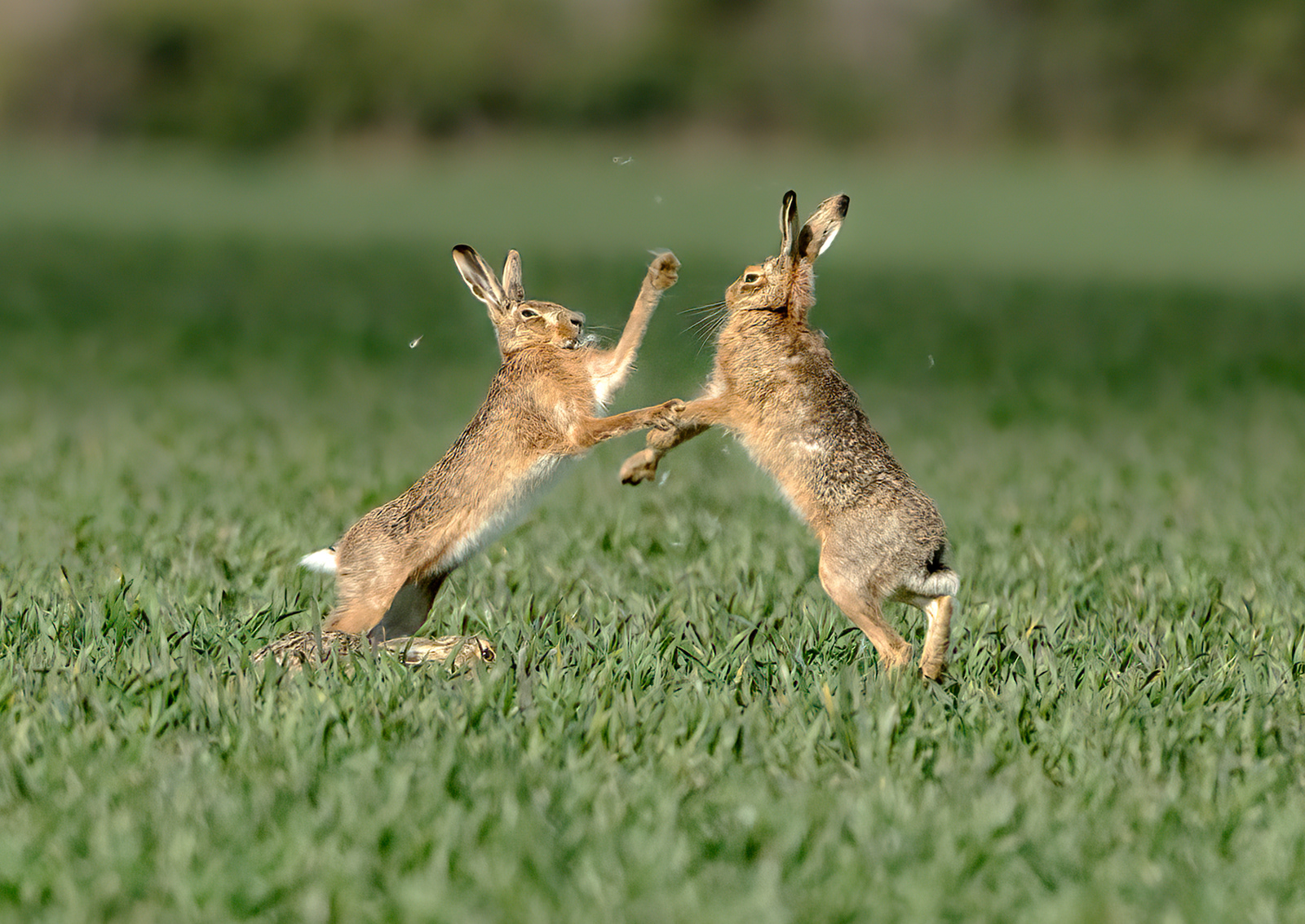 Boxing Hares