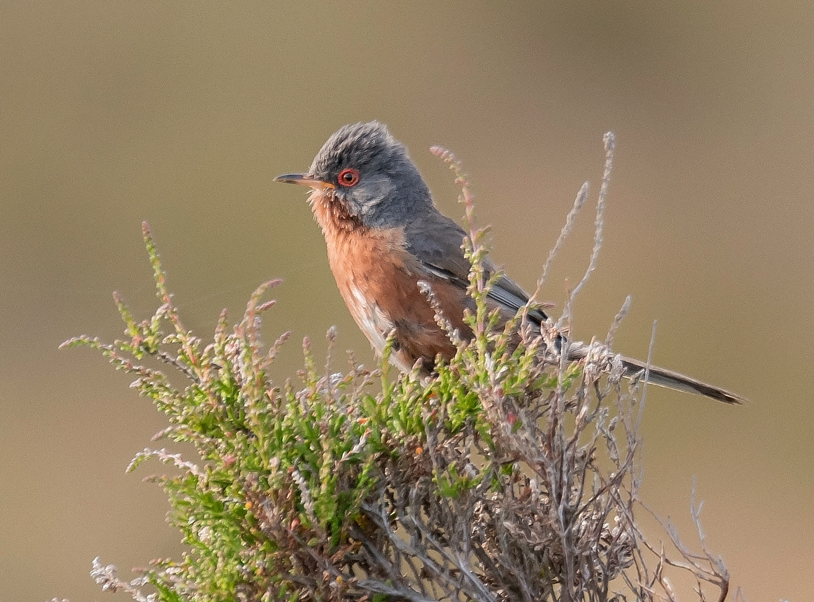 Dartford Warbler