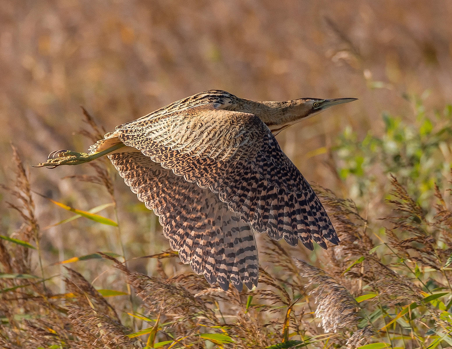 Bittern In Flight