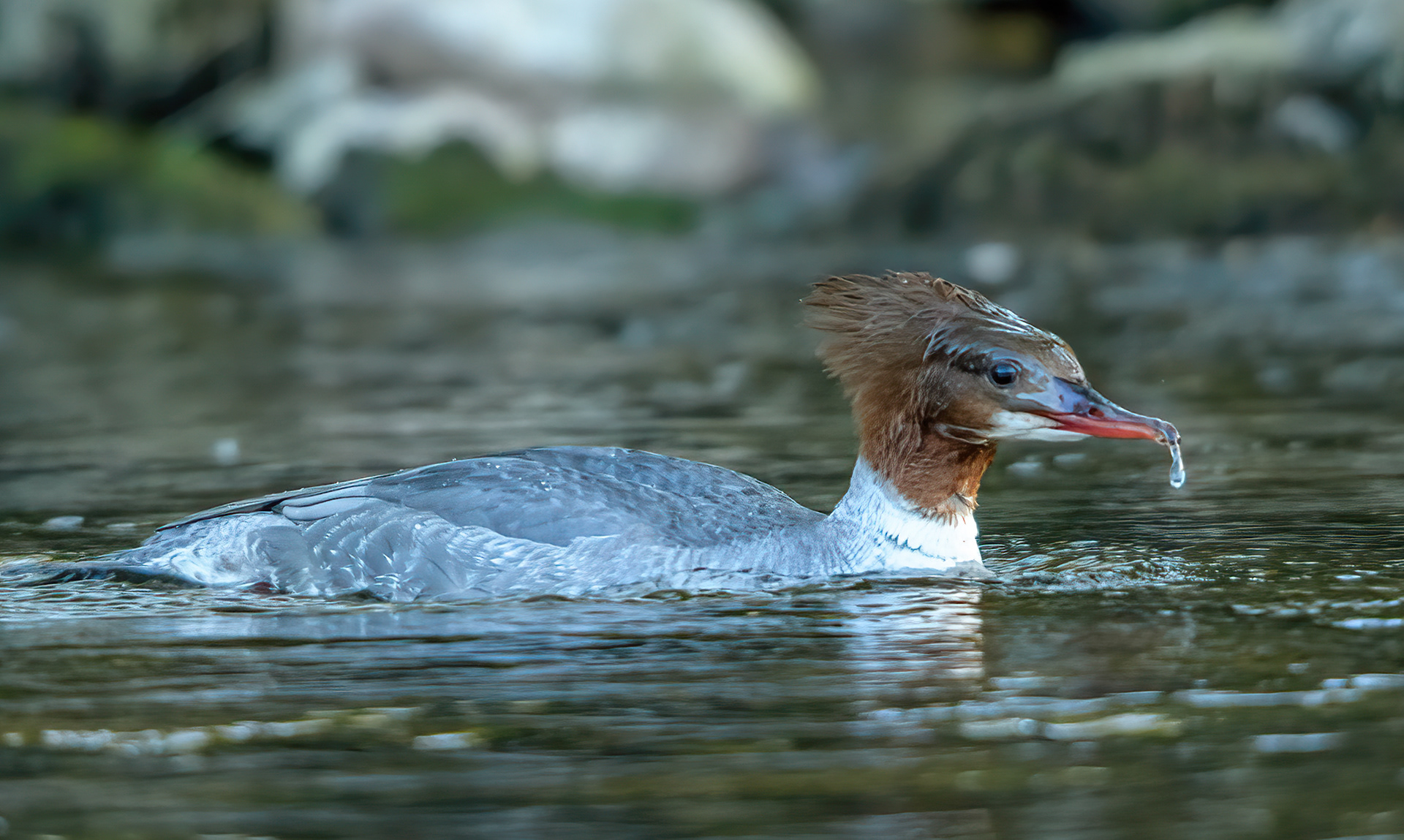 Female Goosander