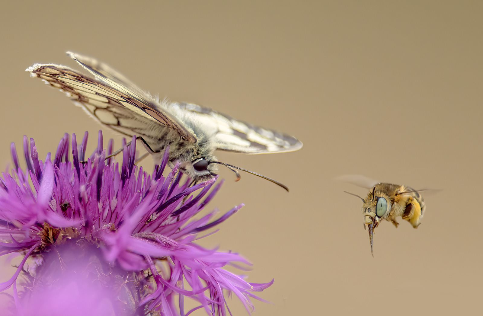Marbled White and Green Eyed Bee