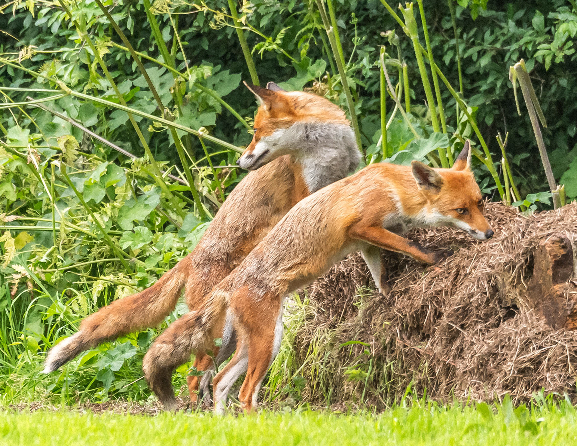 Stephen Harper - The Fox