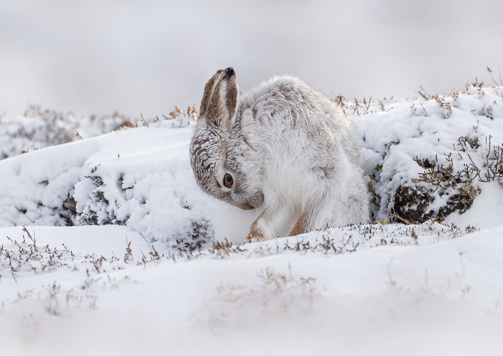 Mountain Hare Grooming
