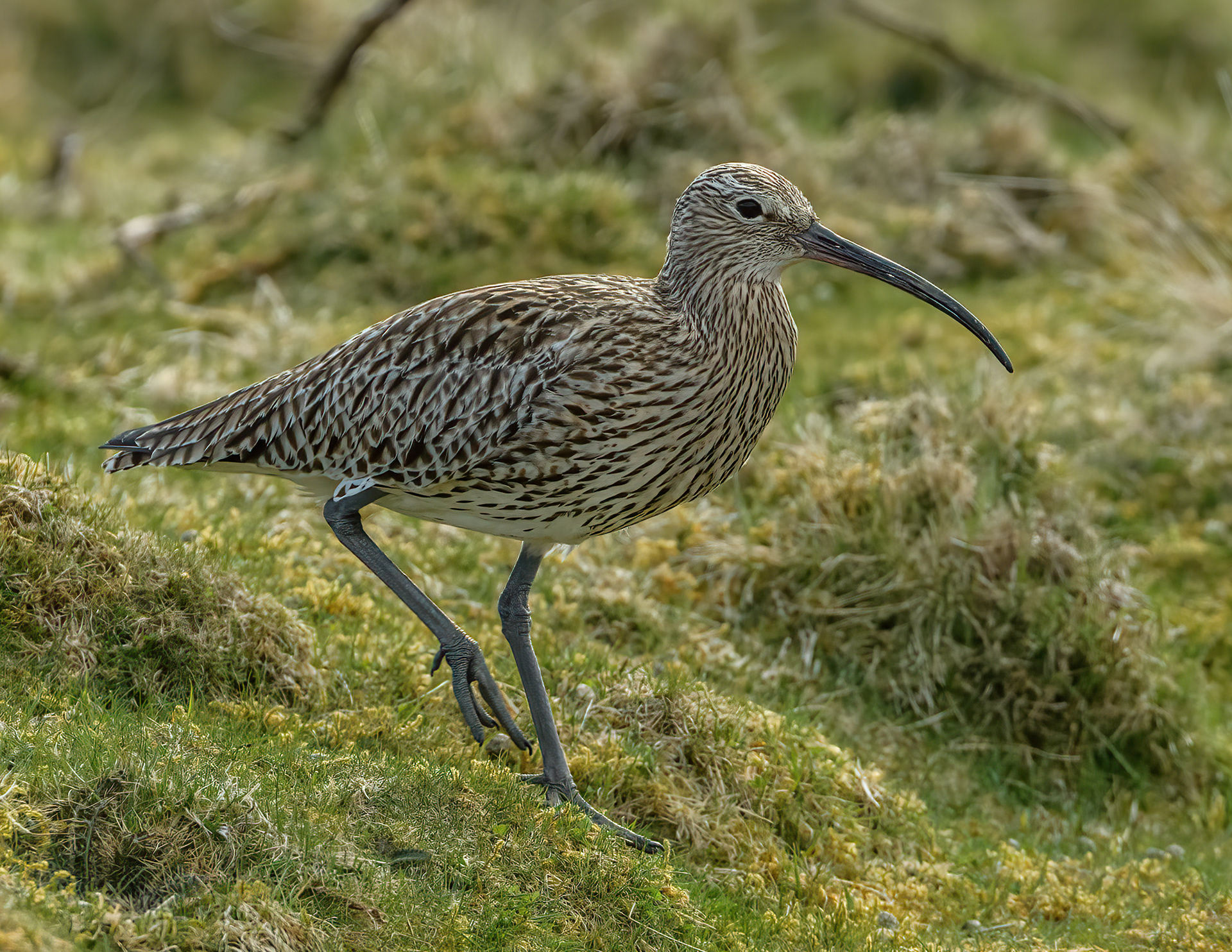 Curlew