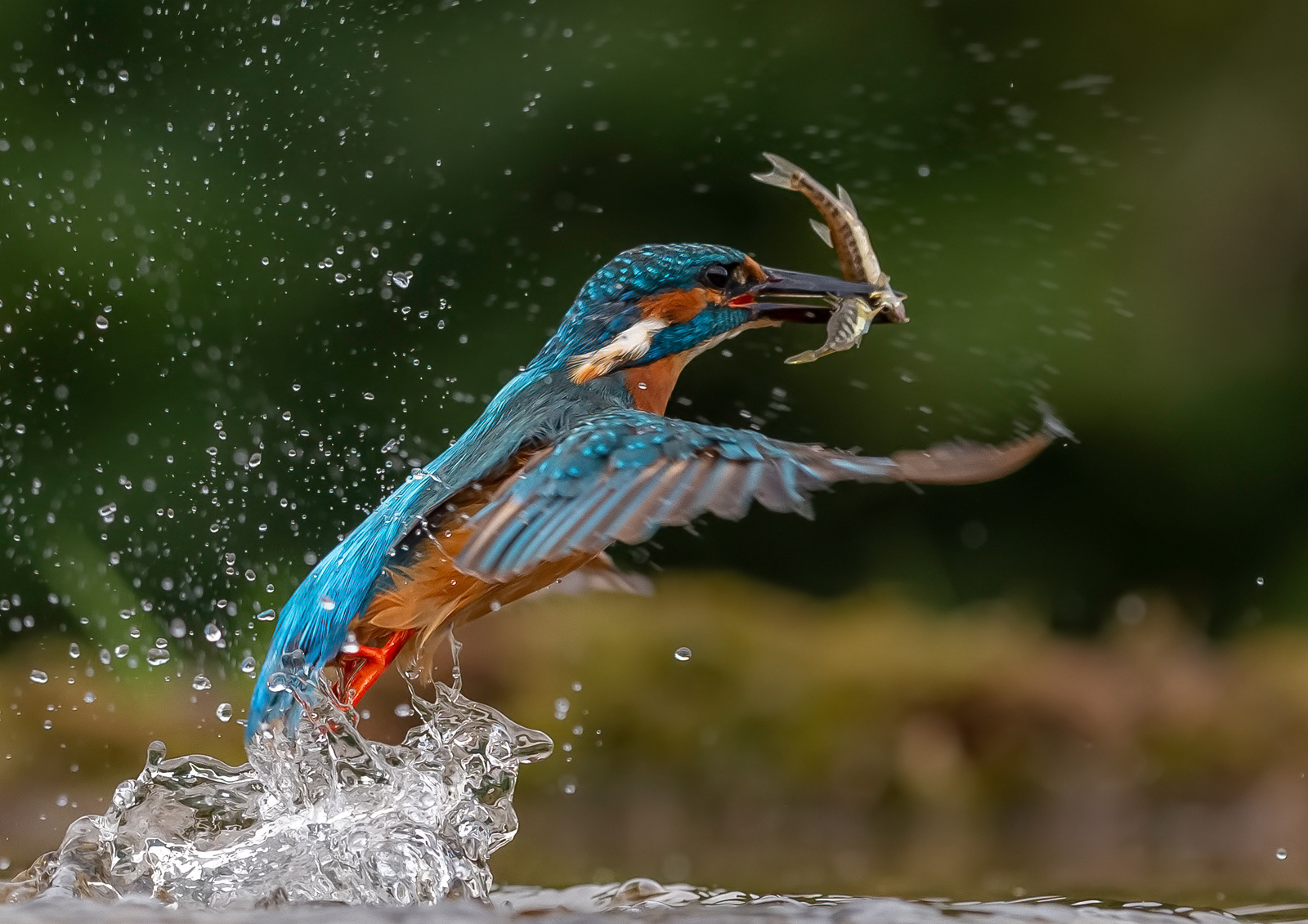 Kingfisher Double Catch