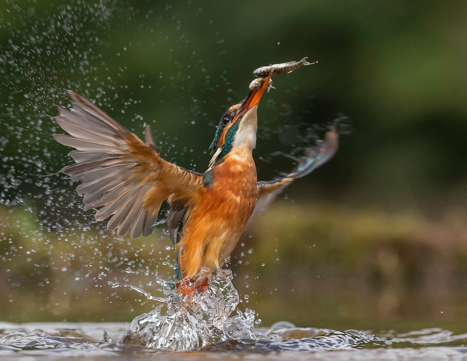 Double Catch