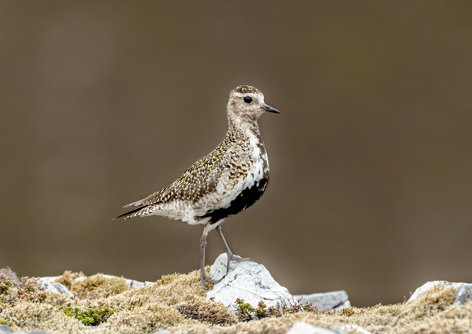 Golden Plover