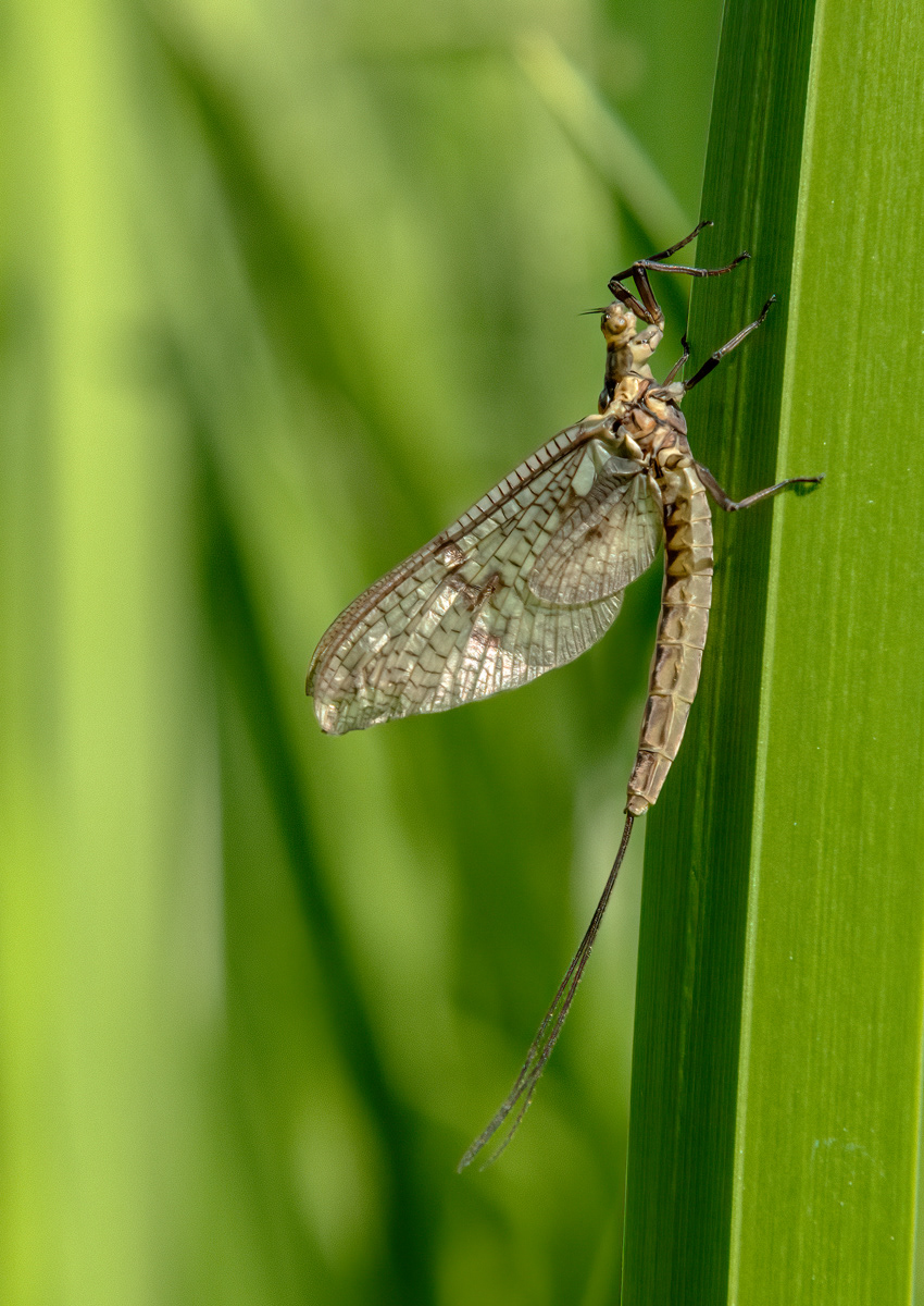 Mayfly