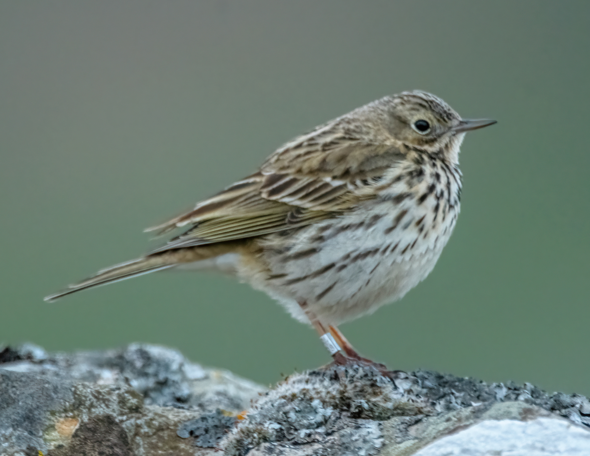 Meadow Pipit