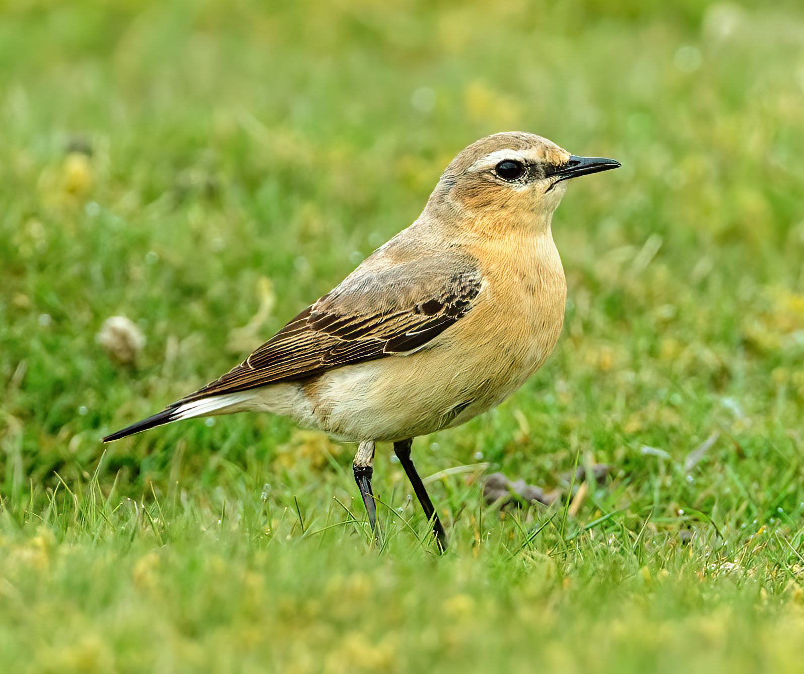 Female Wheatear