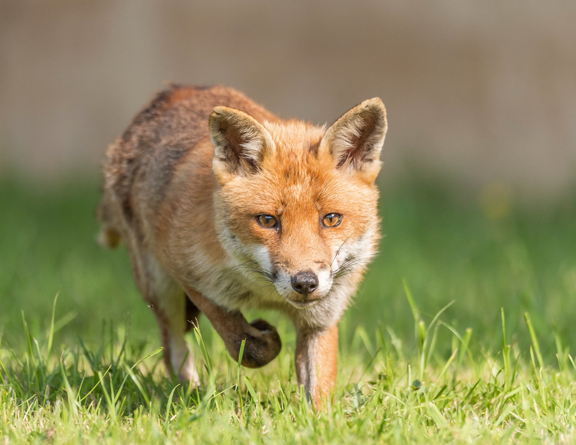 Stephen Harper - The Fox