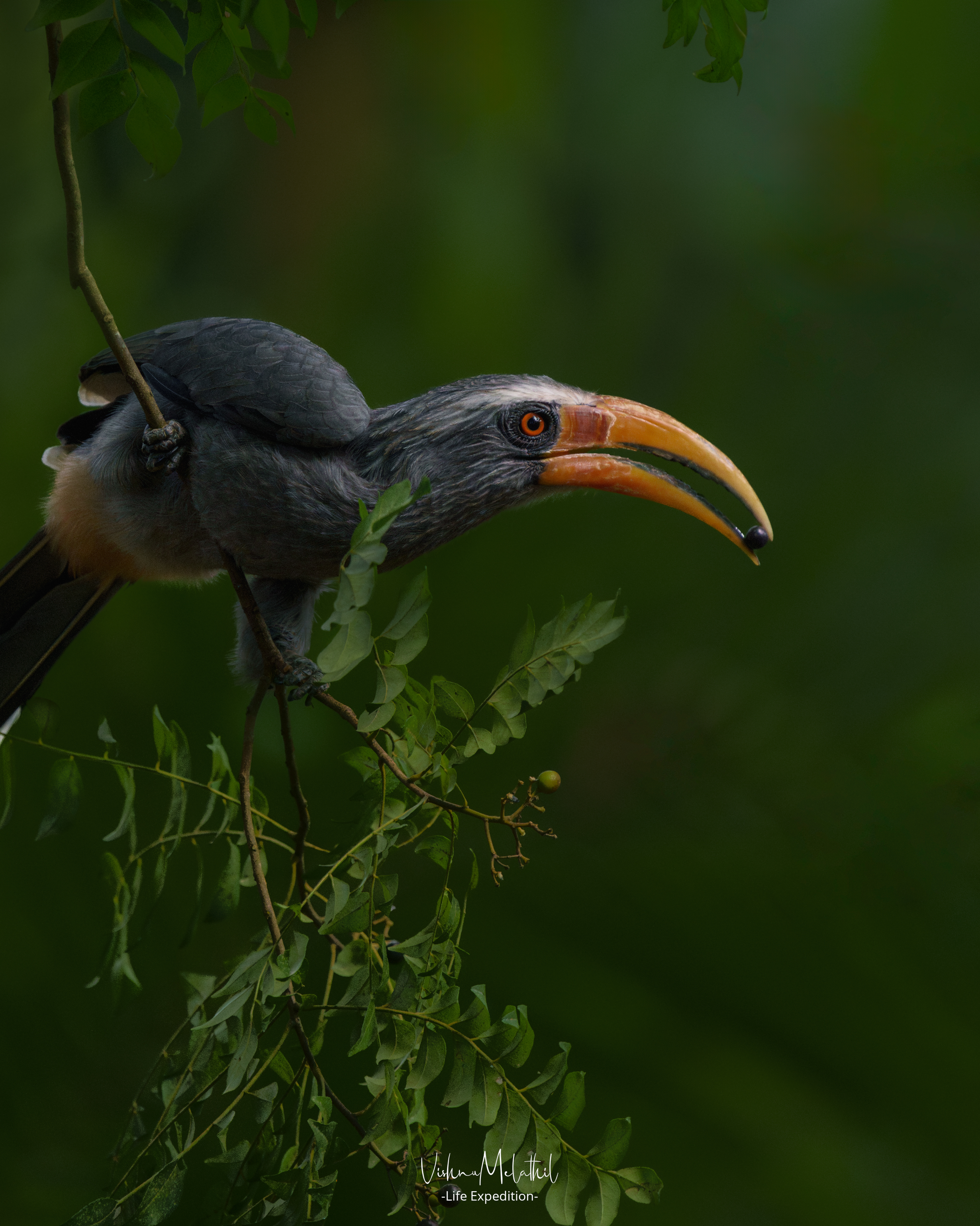 Malabar Grey Hornbill from Kerala