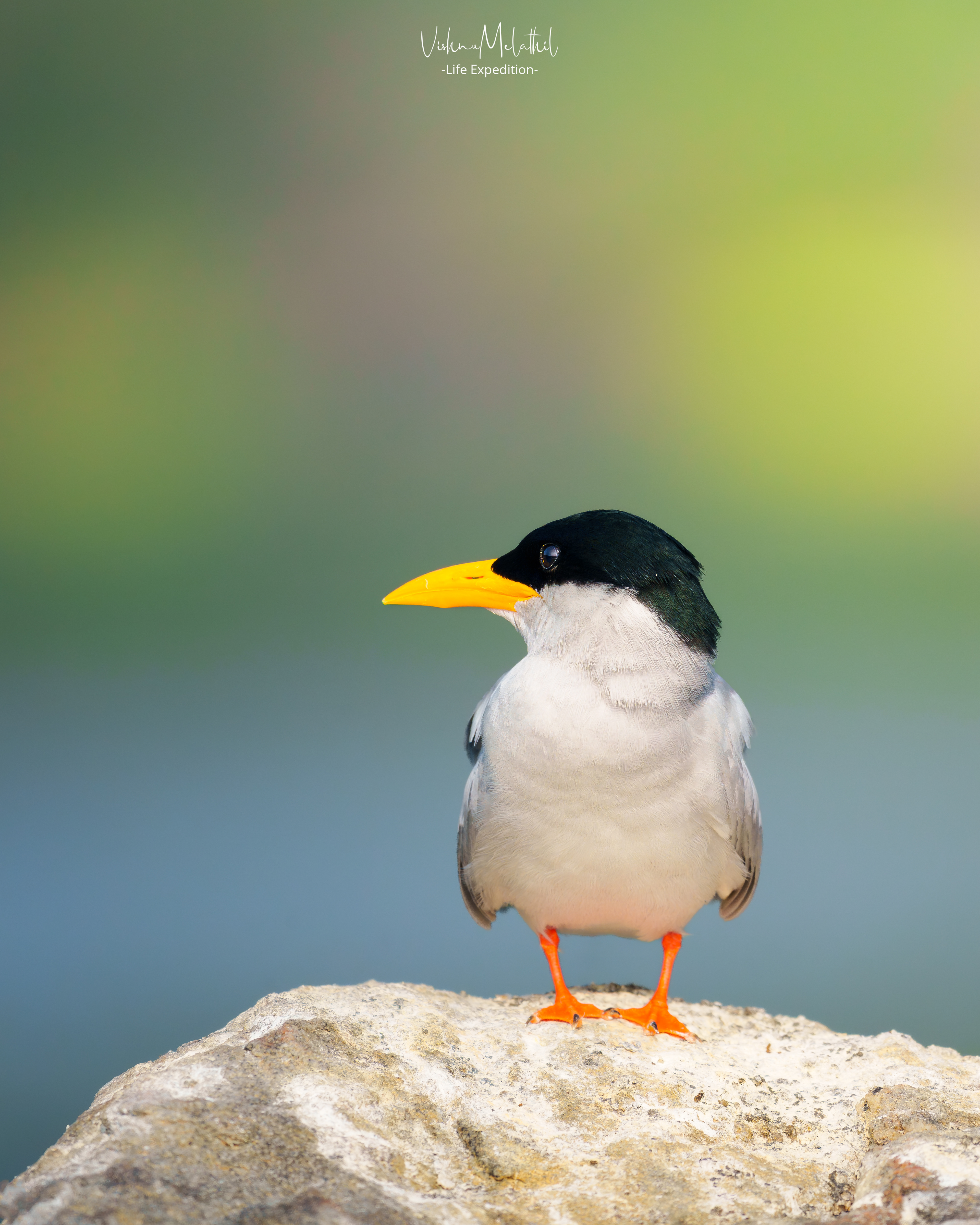 River Tern from Karnataka