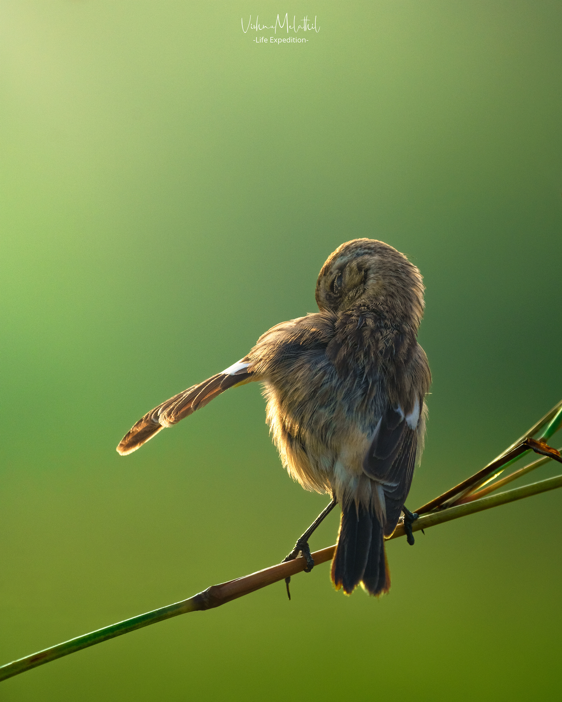 Siberian Stonechat from Kerala