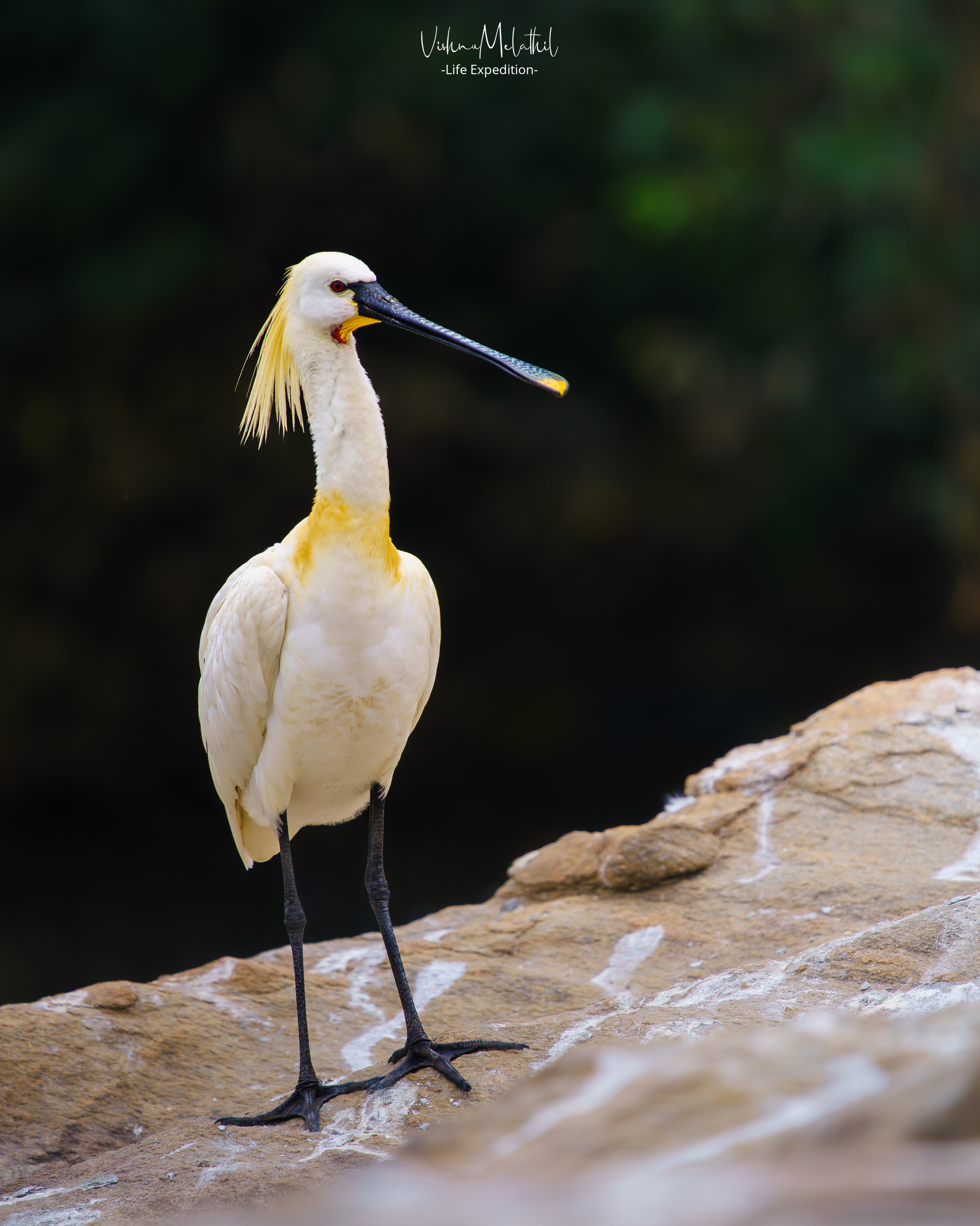 Eurasian Spoonbill from Karnataka