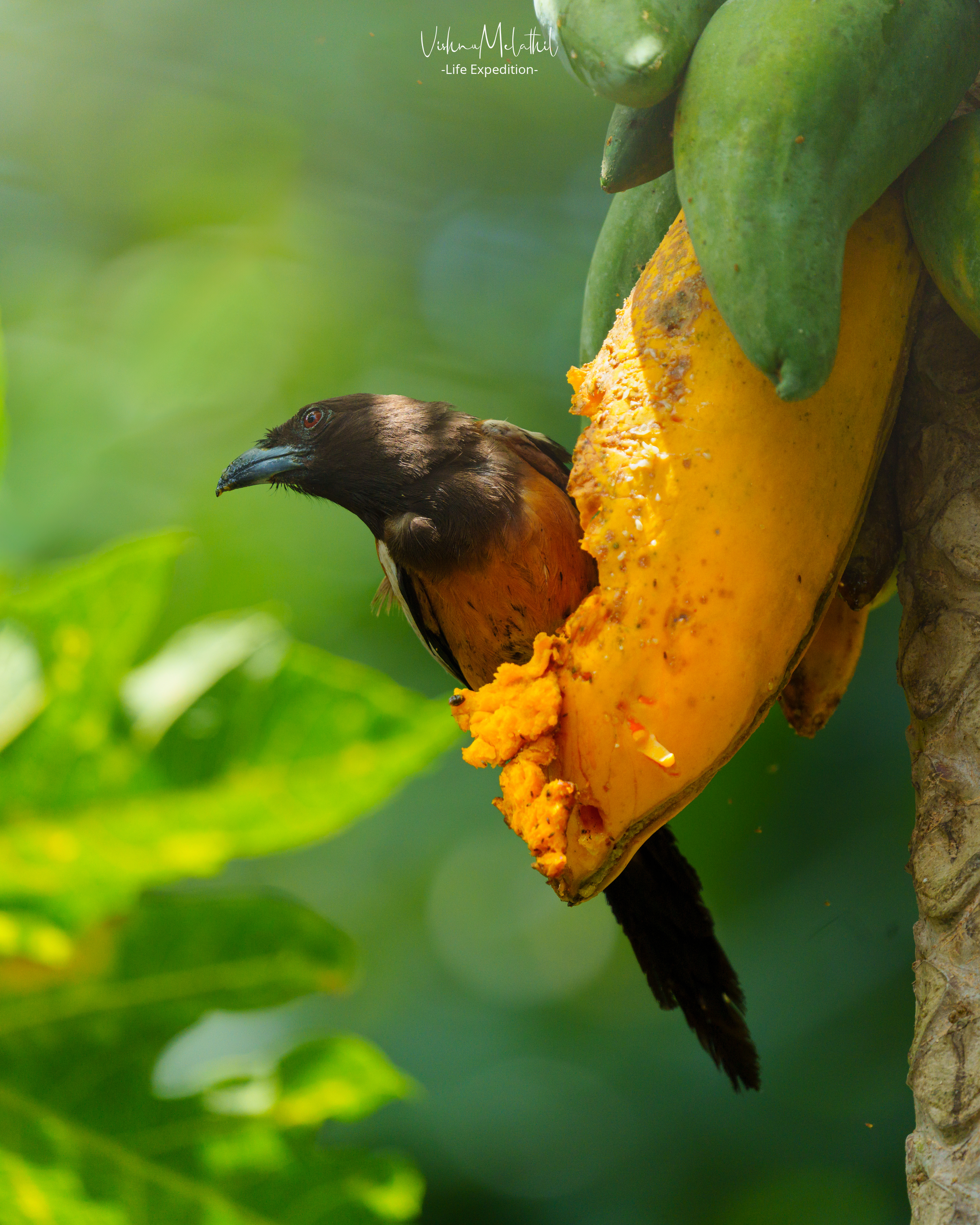 Rufous Treepie from Kerala