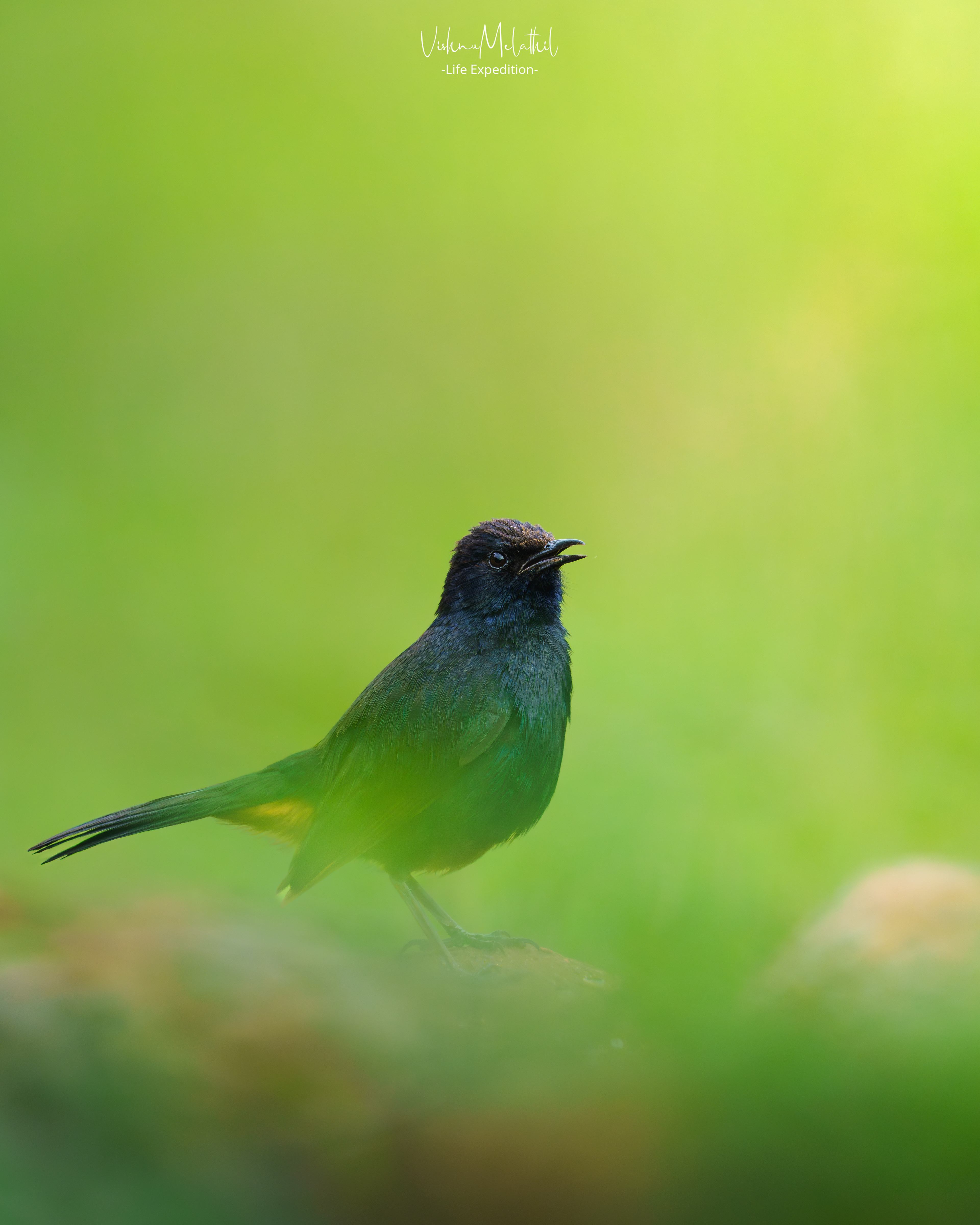 Indian Robin from Maharashtra