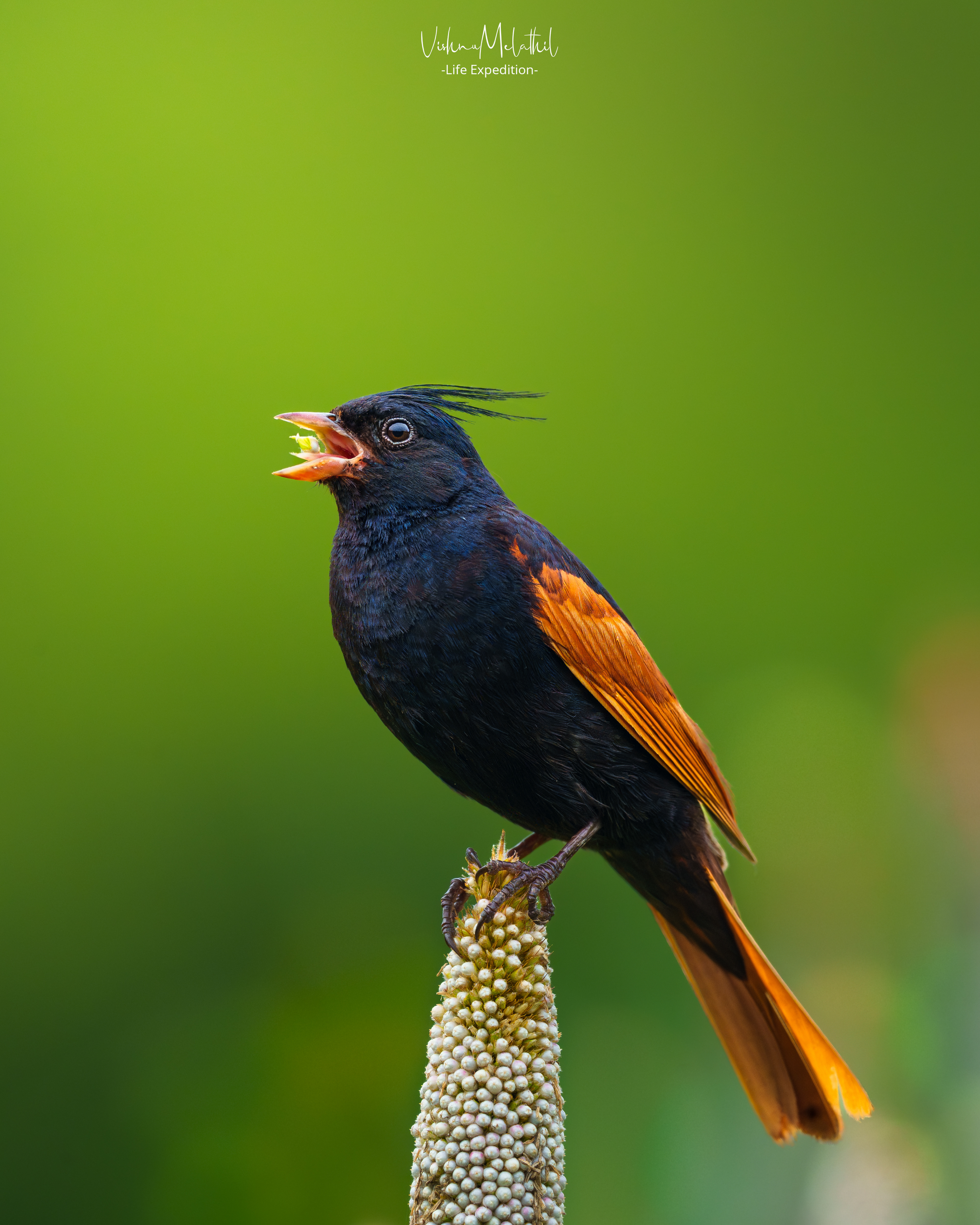 Crested Bunting from Maharashtra