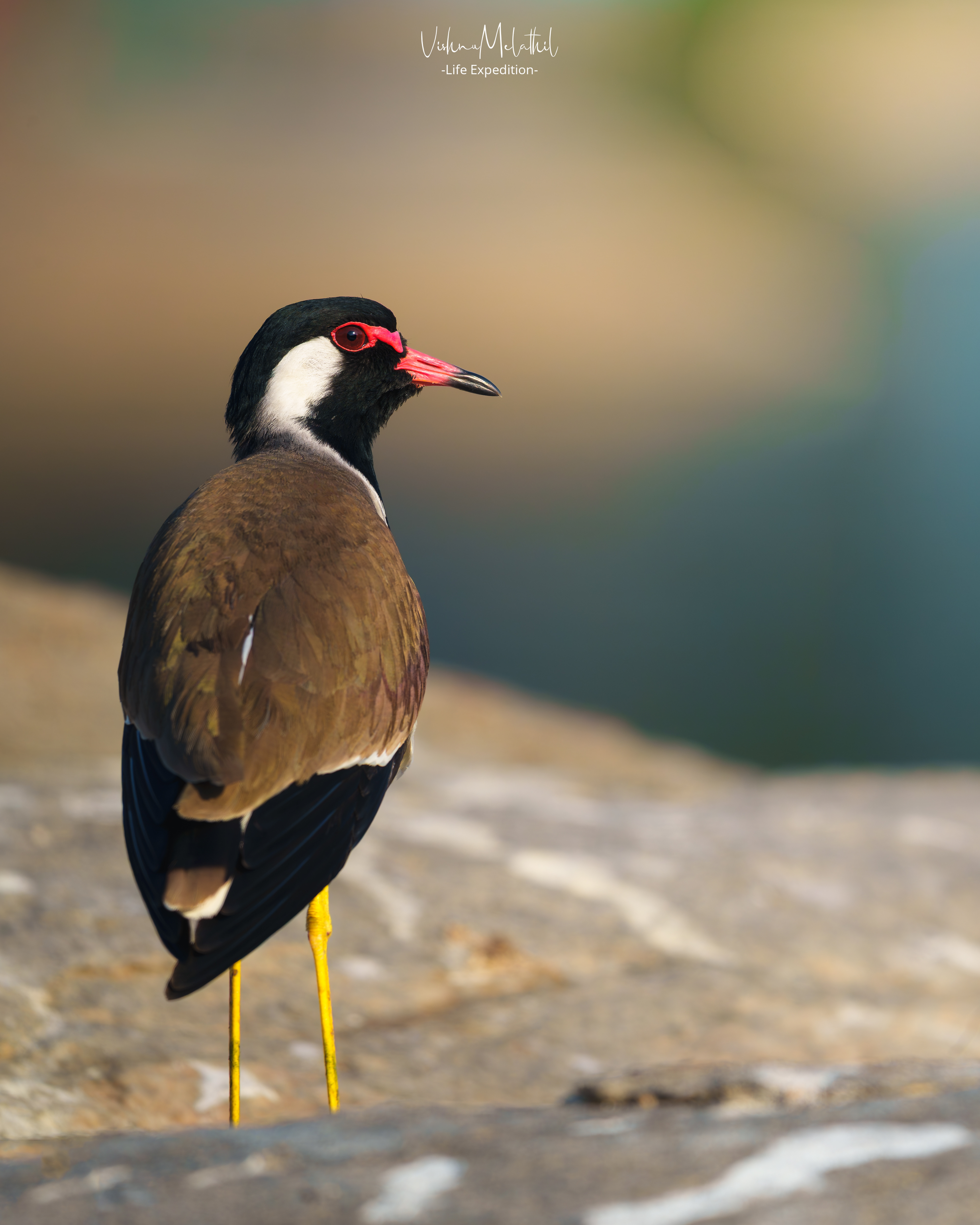 Red-wattled Lapwing from Karnataka