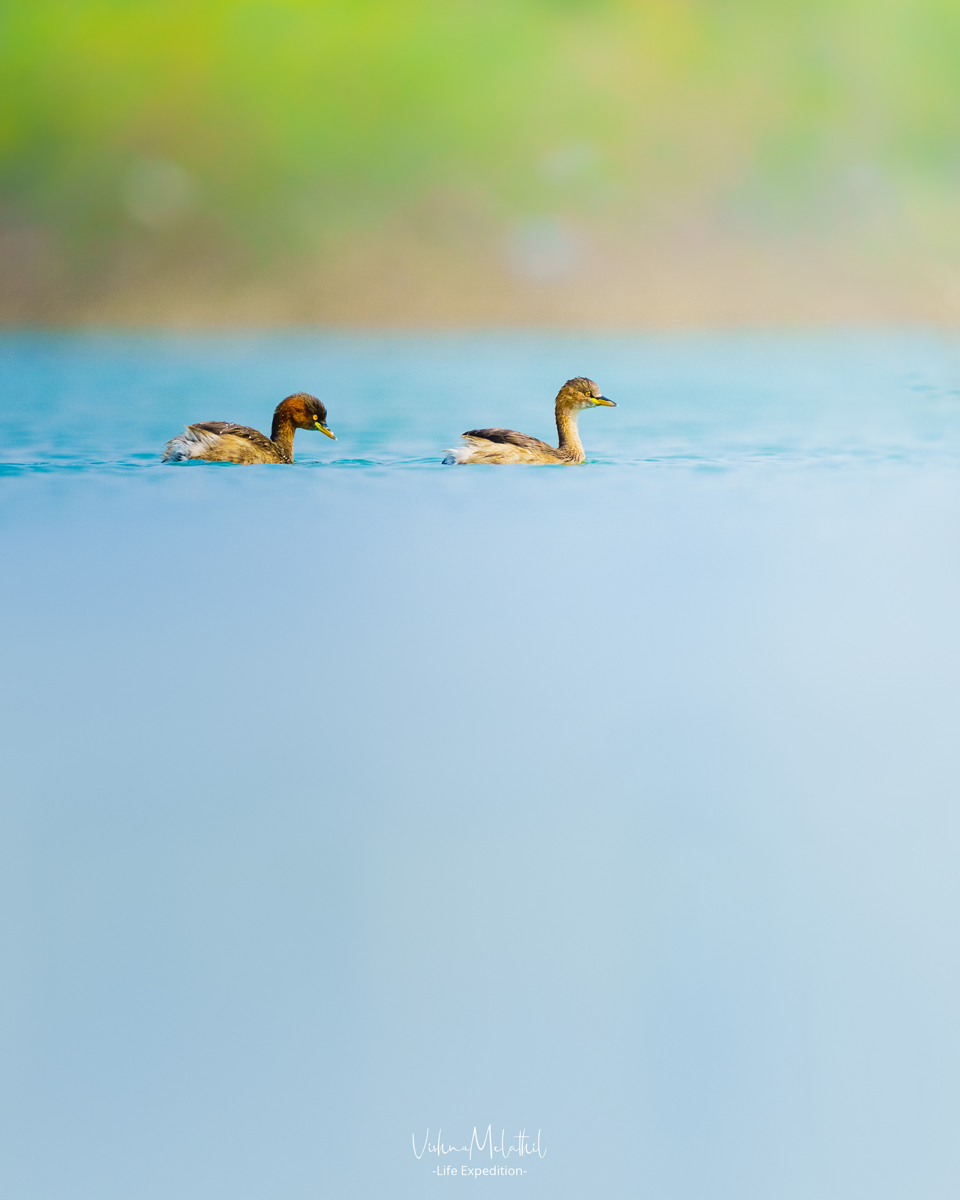 Little Grebe from Ameenpur Lake