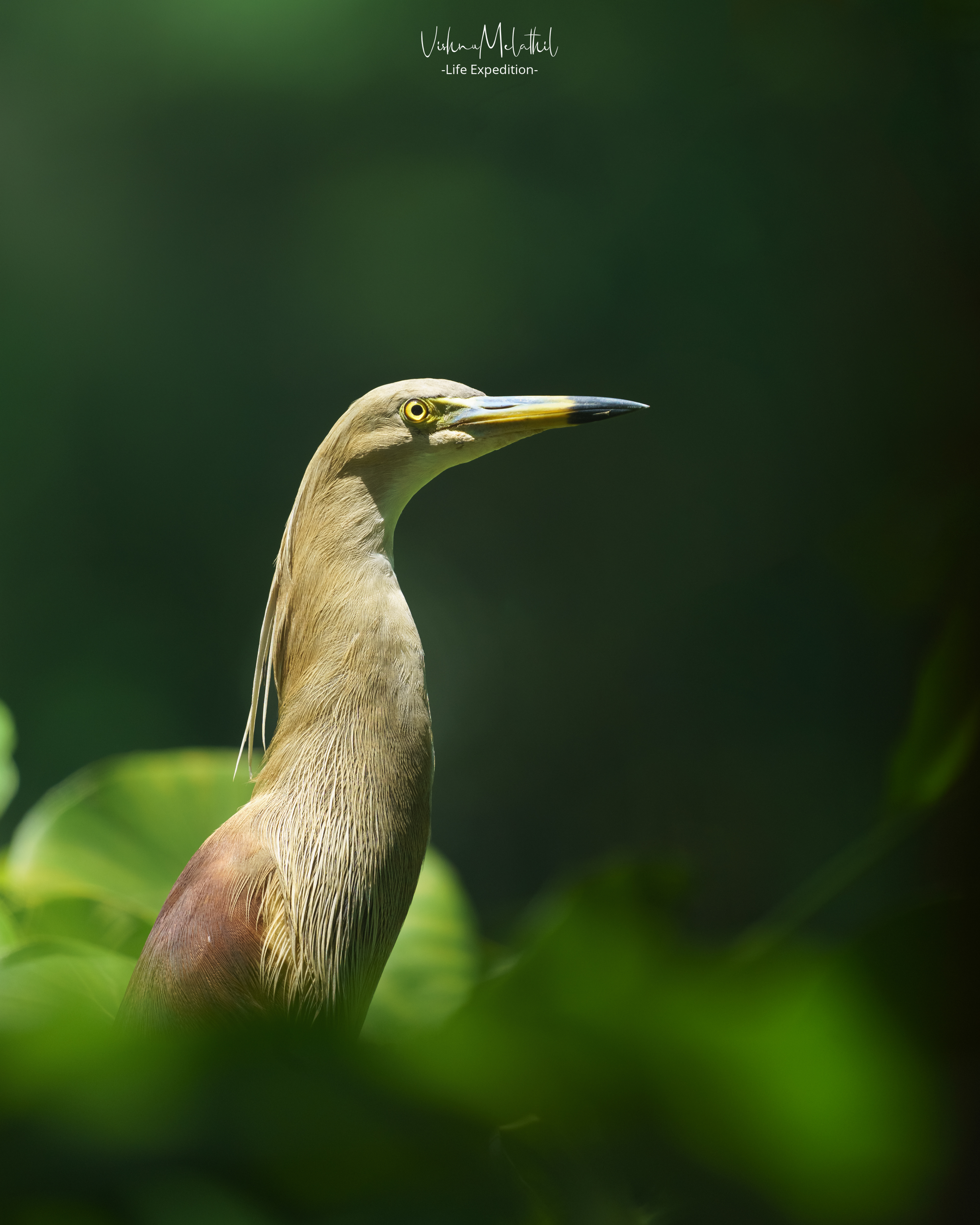 An adult Indian Pond Heron from Kerala