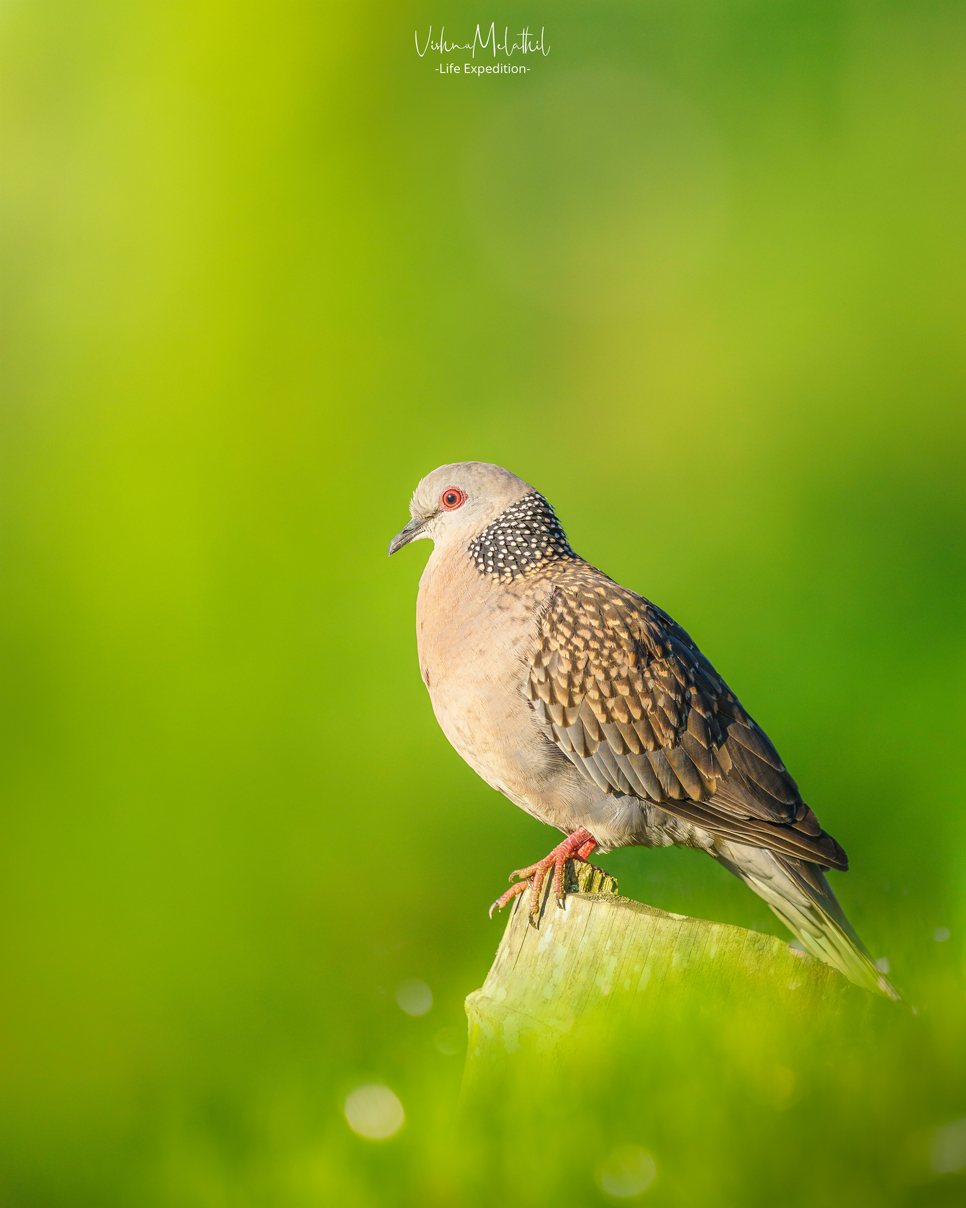 Spotted Dove from Kerala