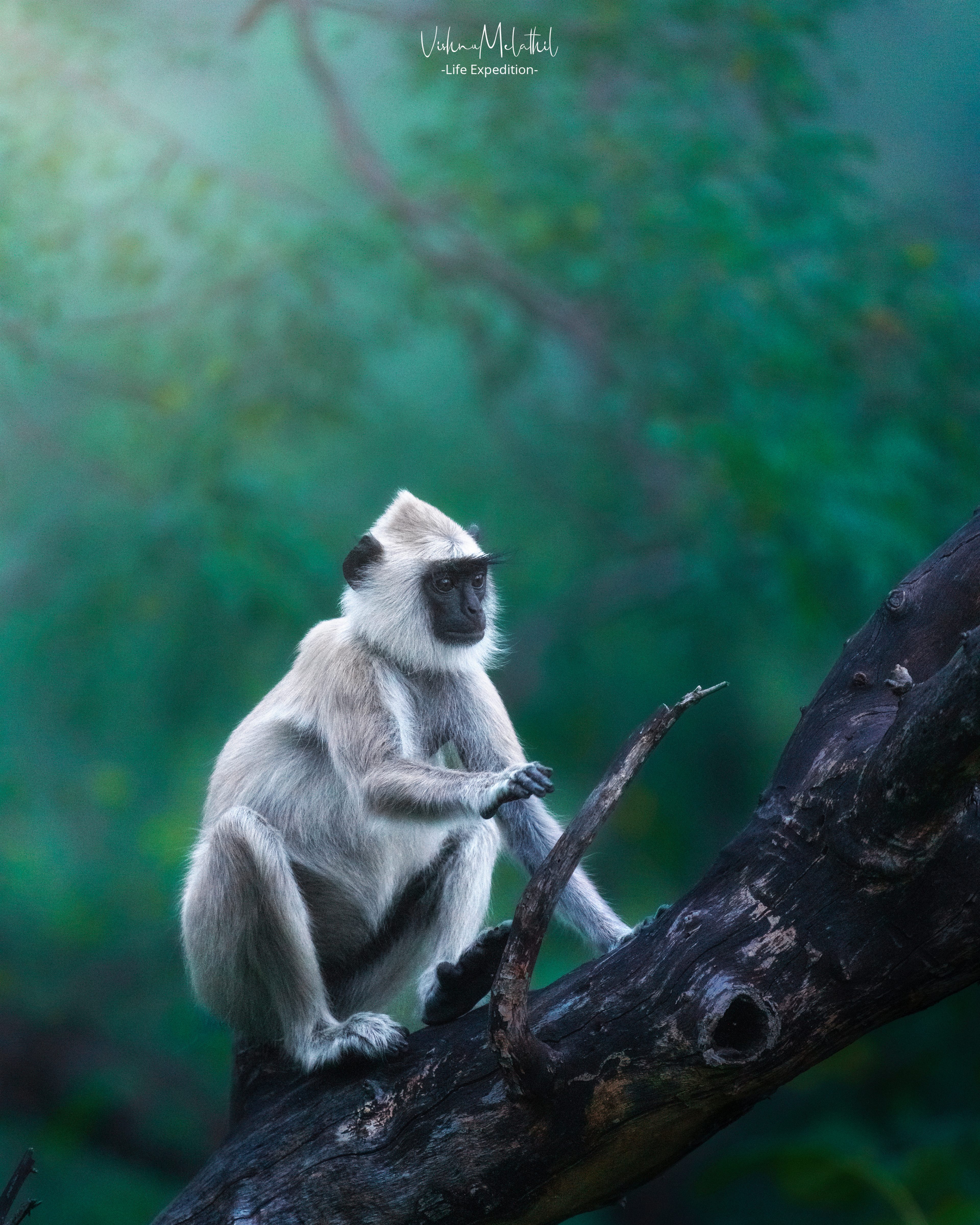 Gray Langur from Tamil Nadu