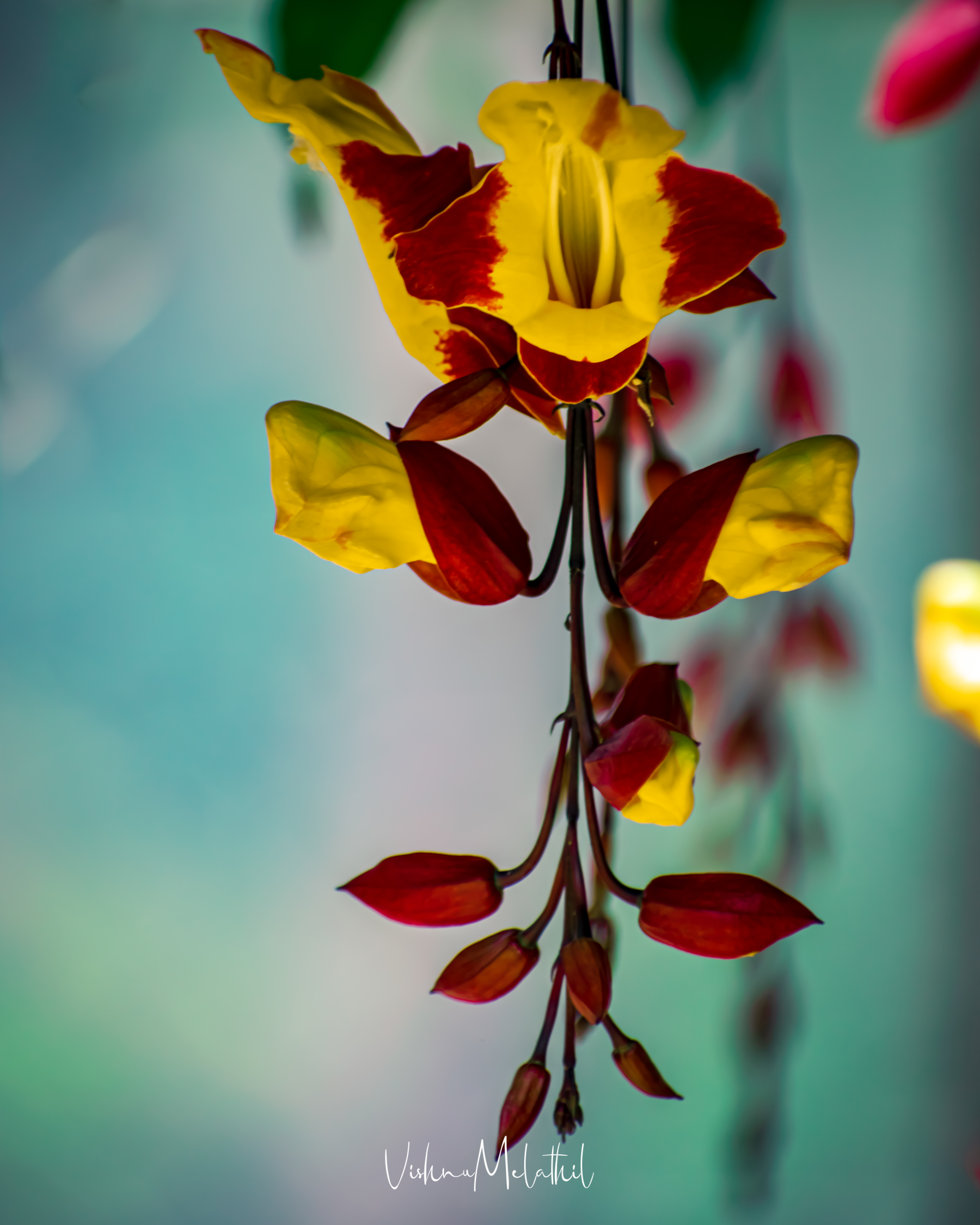 Beauty from Tamil Nadu