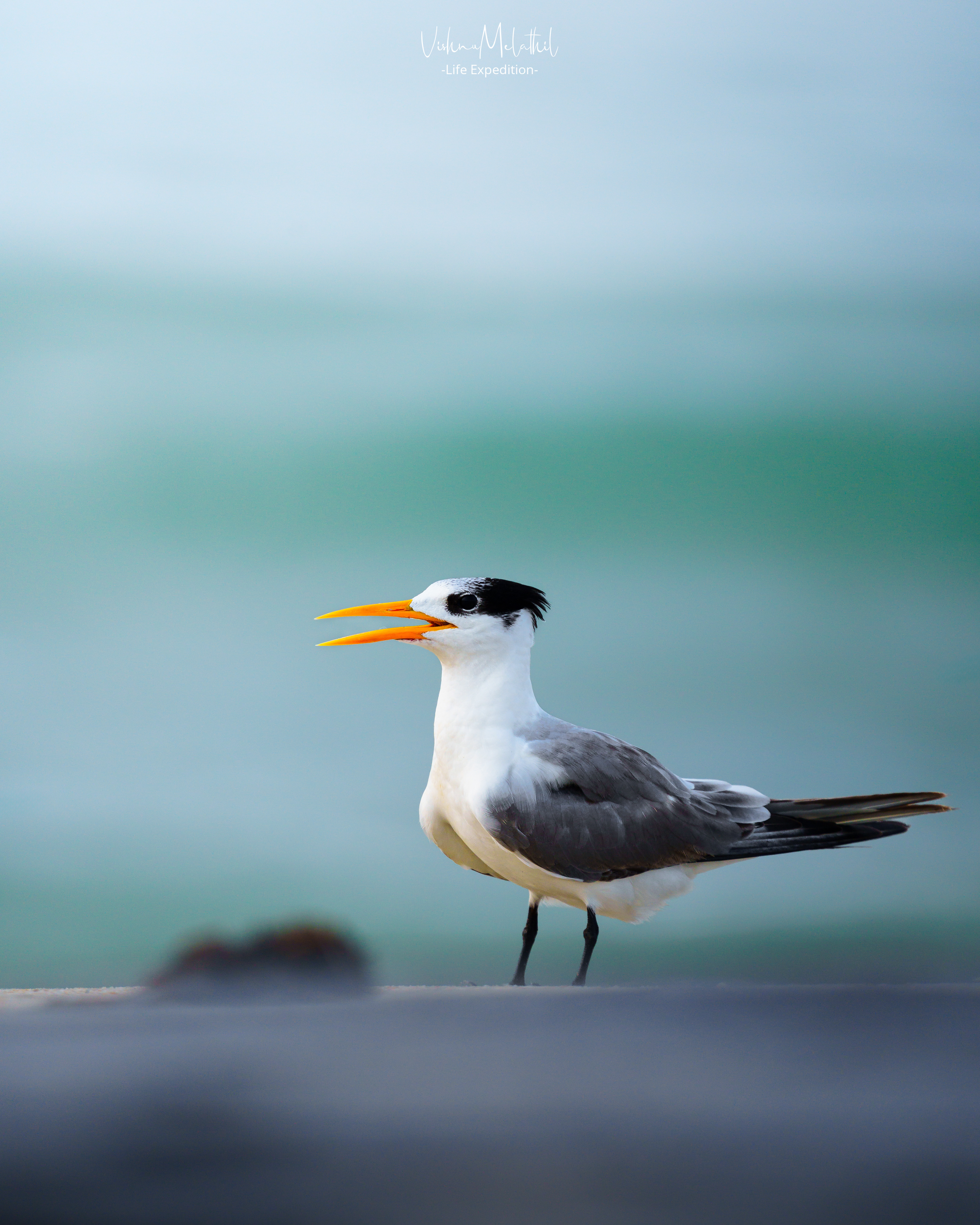 Lesser Crested Tern from Kerala