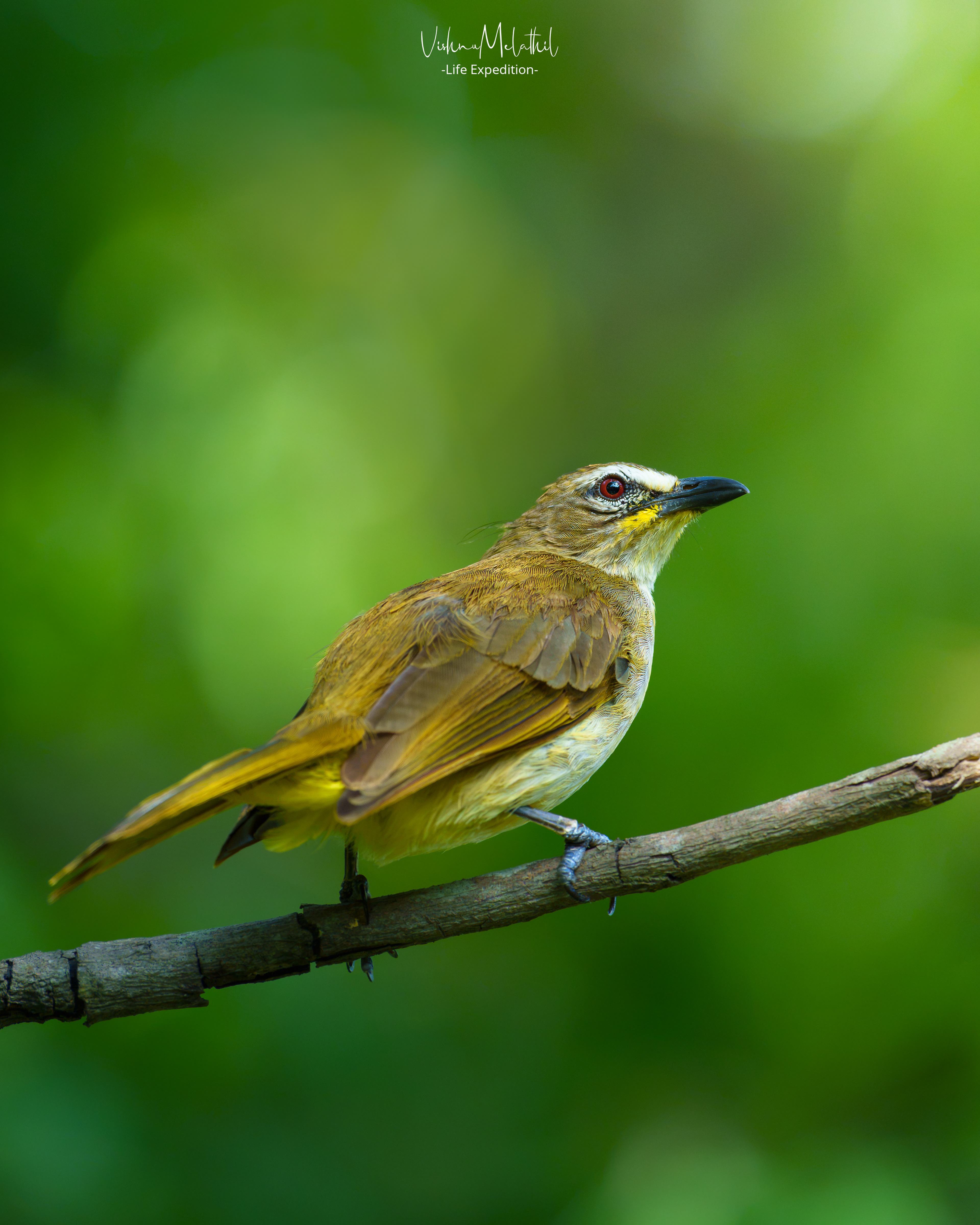 White-browed Bulbul from Telengana