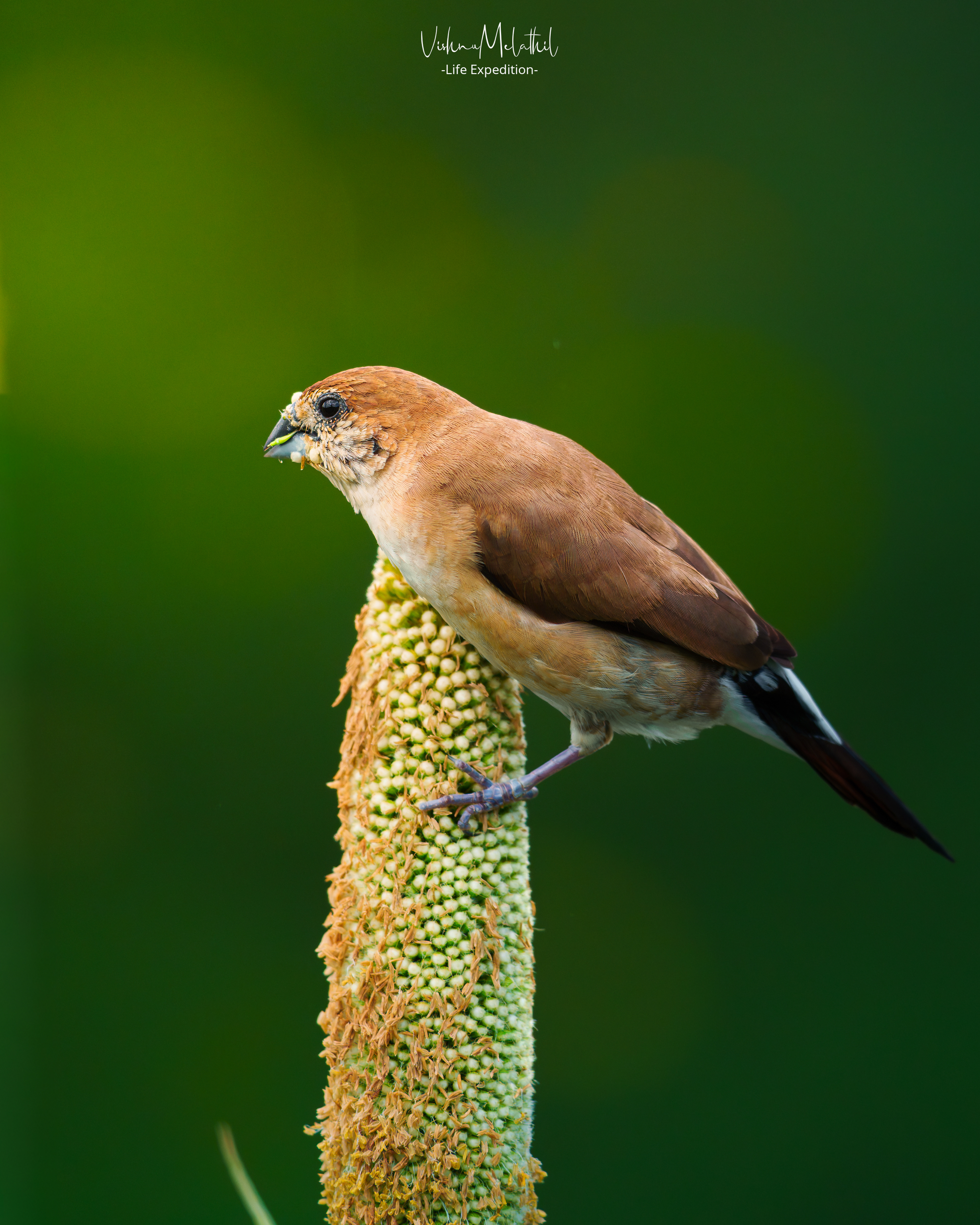 Indian Silverbill from Maharashtra
