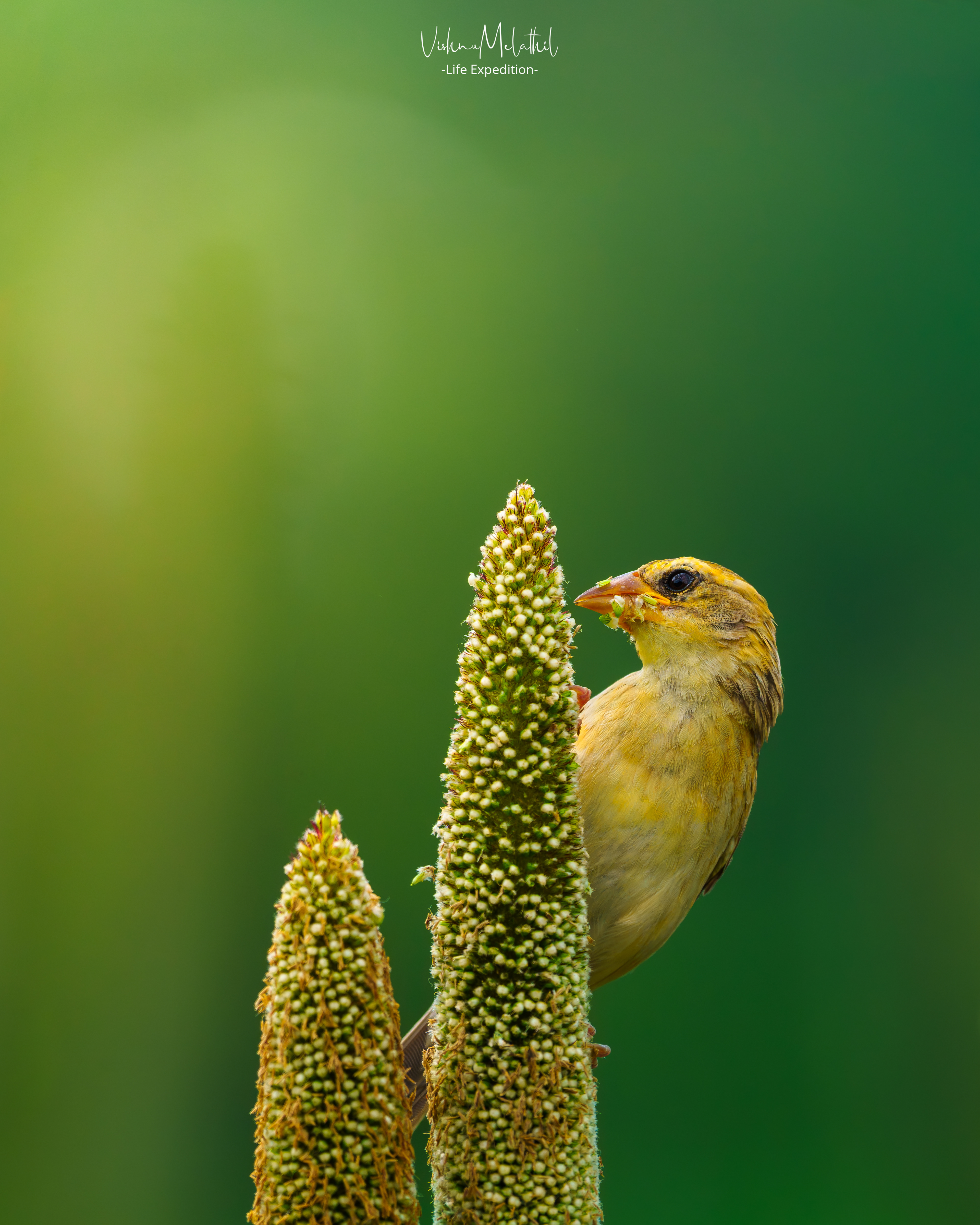 Baya Weaver from Maharashtra