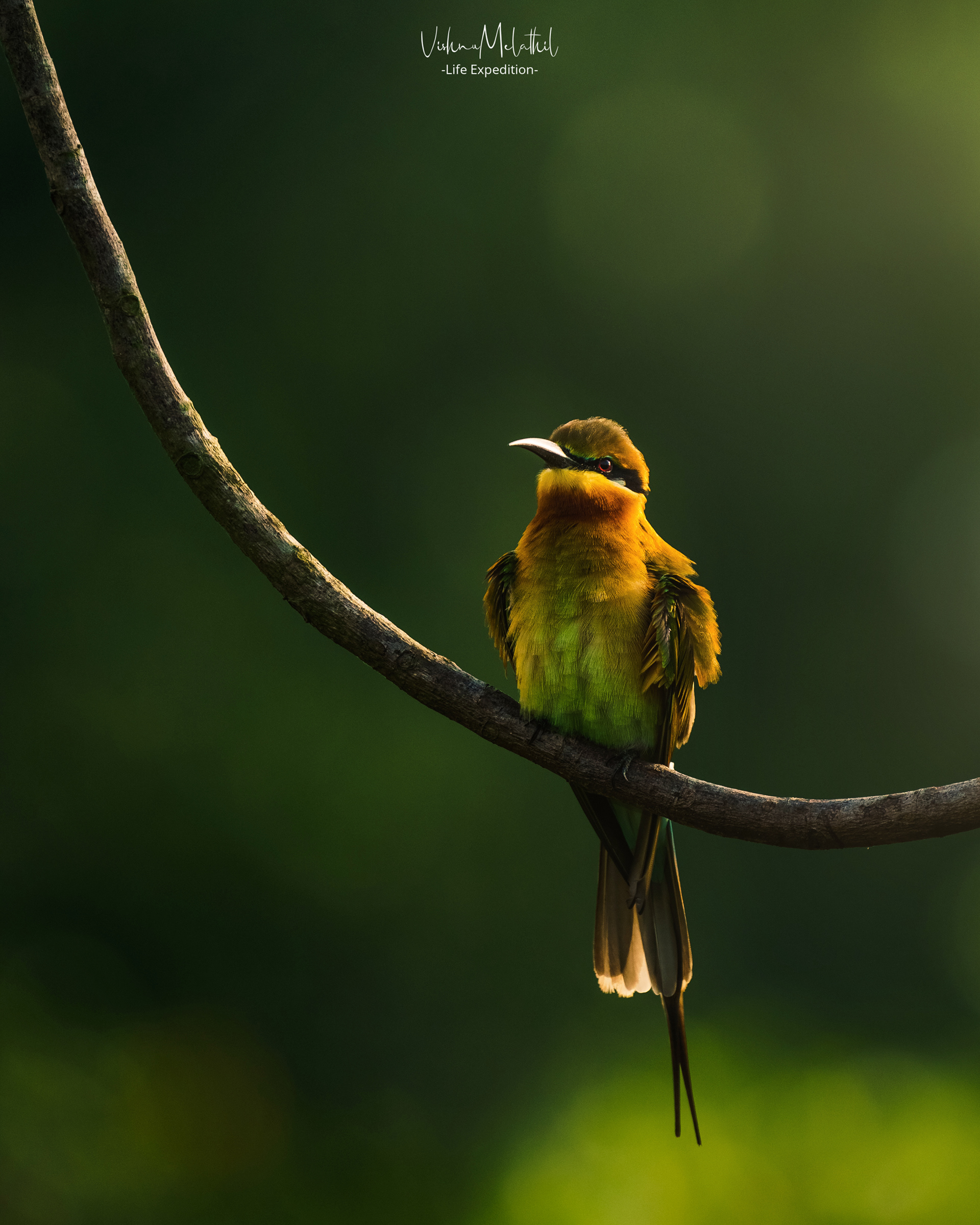 Blue-tailed Bee-eater from Kenjar Wetlands (karnataka)