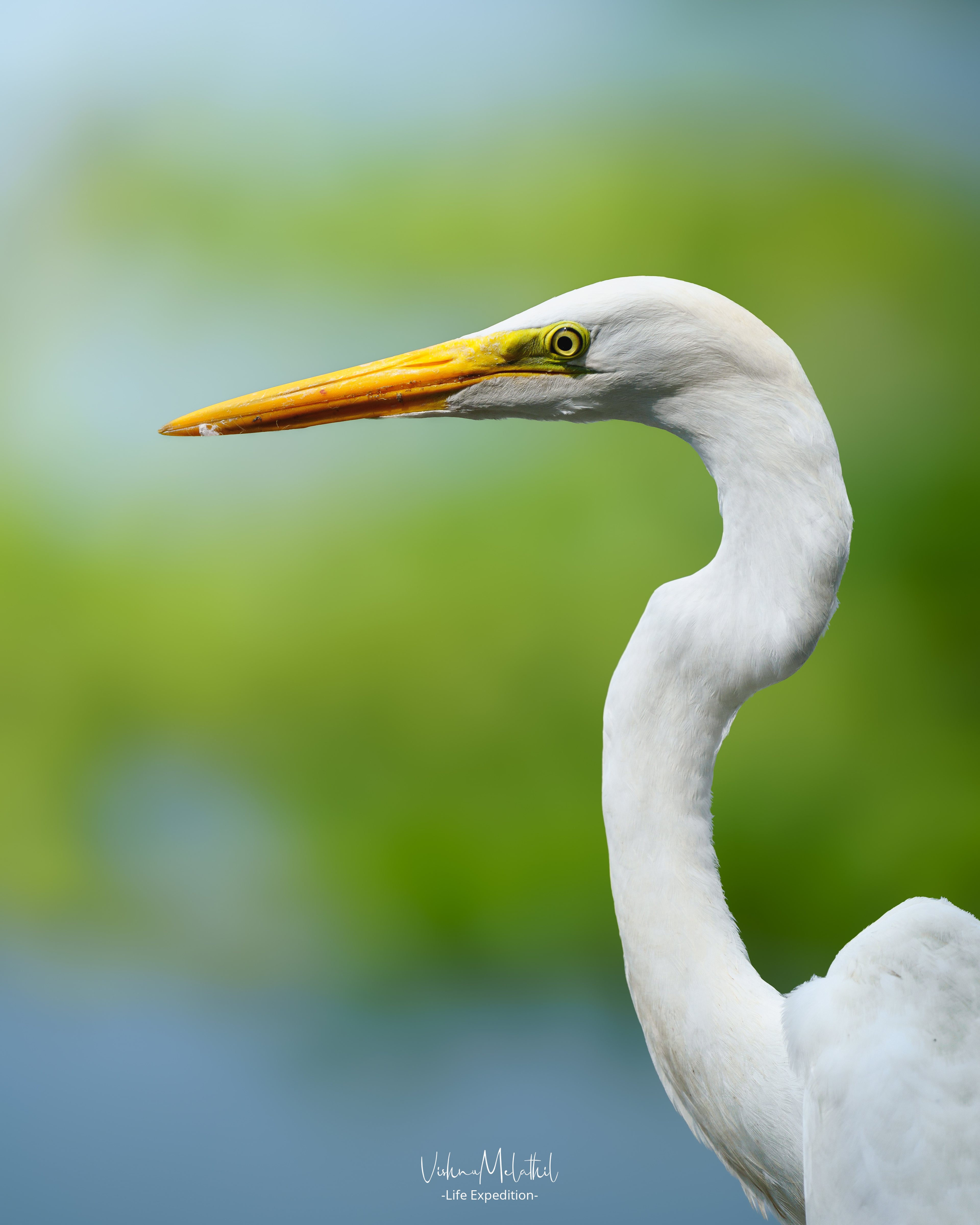 Great White Egret from Kerala