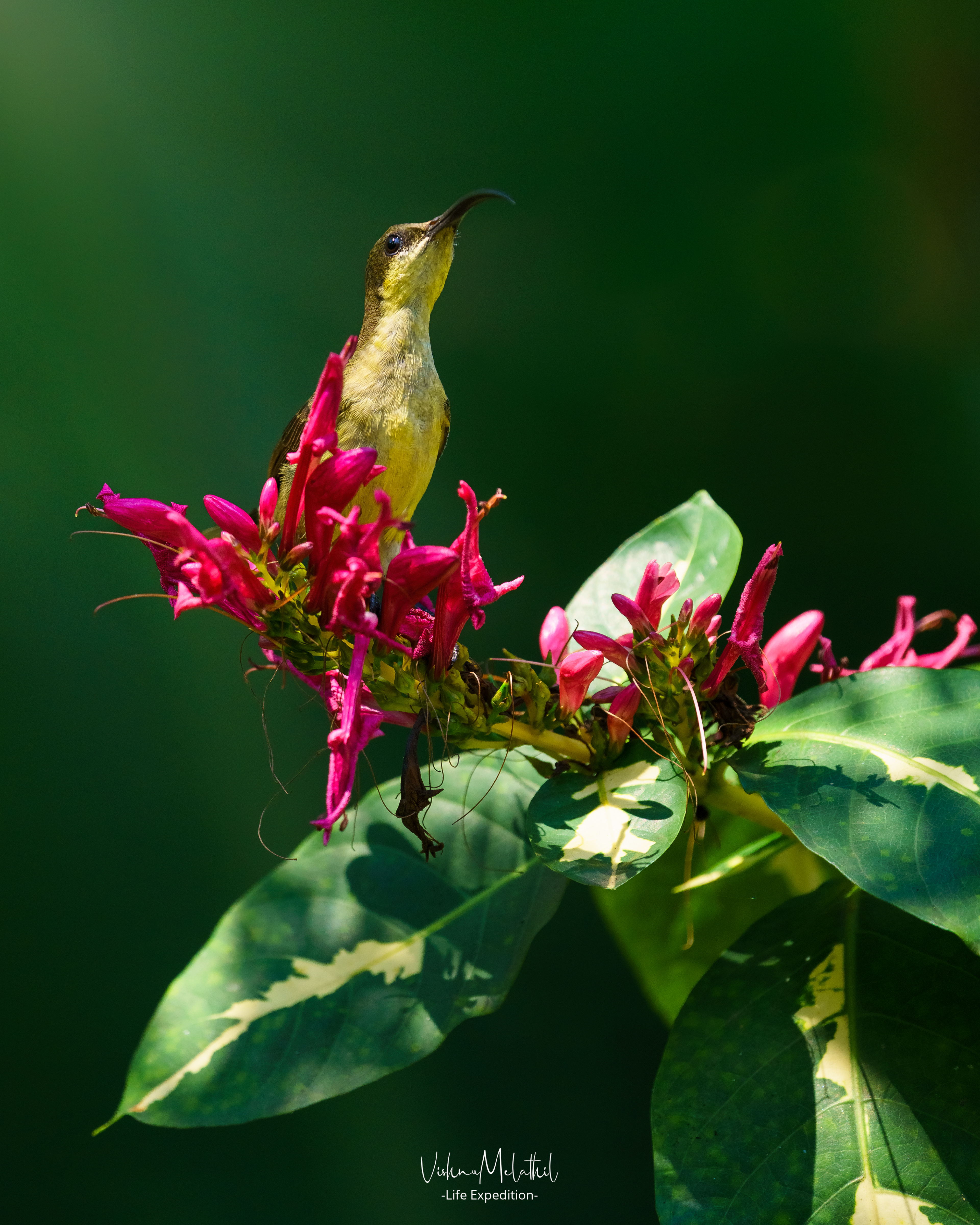 Female Loten’s Sunbird from Kerala