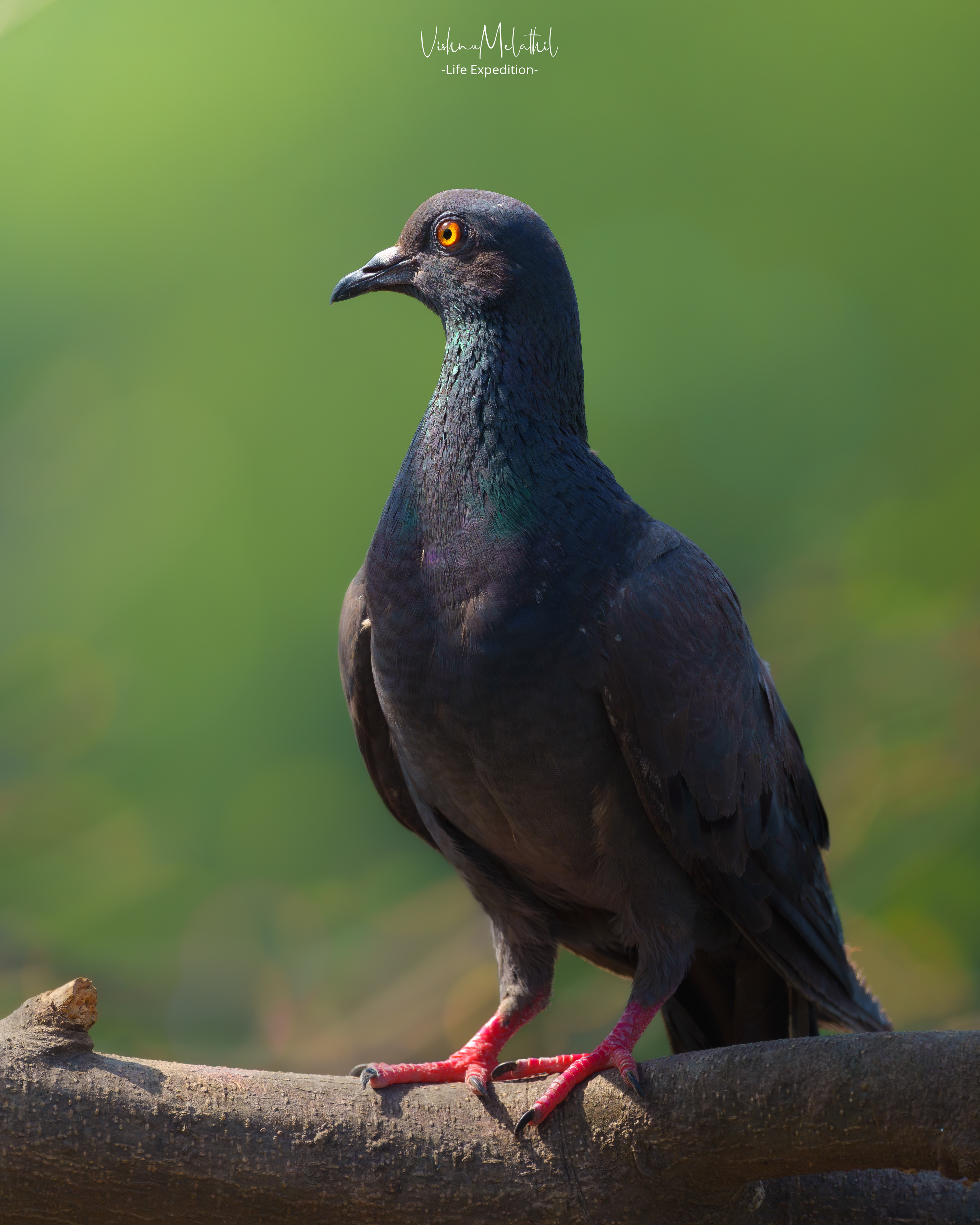 Rock Pigeon from Maharashtra