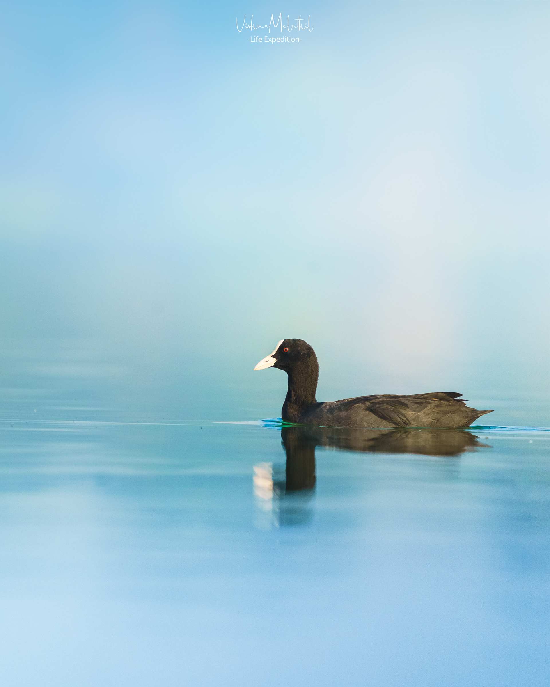 Common Coot from Hyderabad