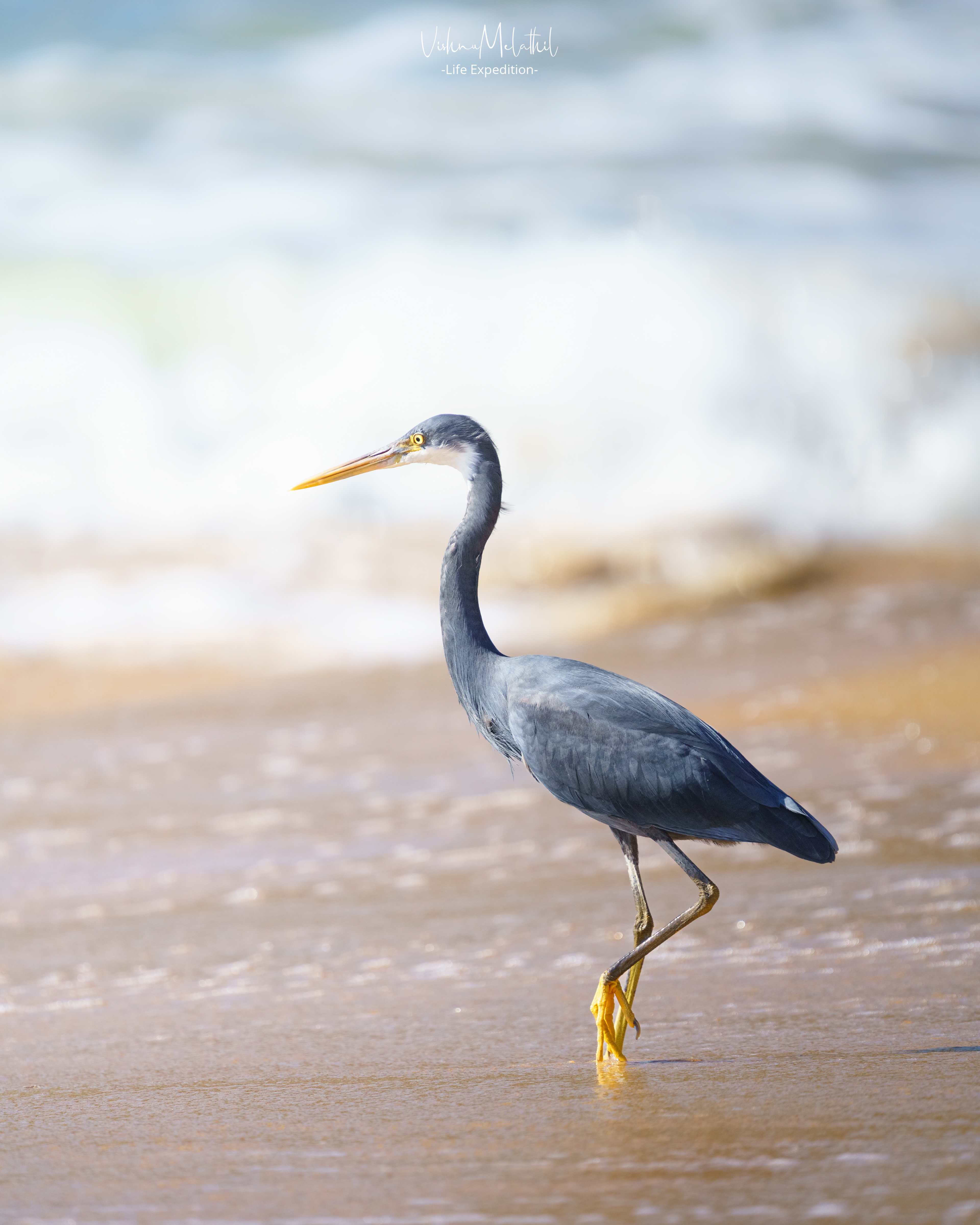 Reef Heron from Kerala
