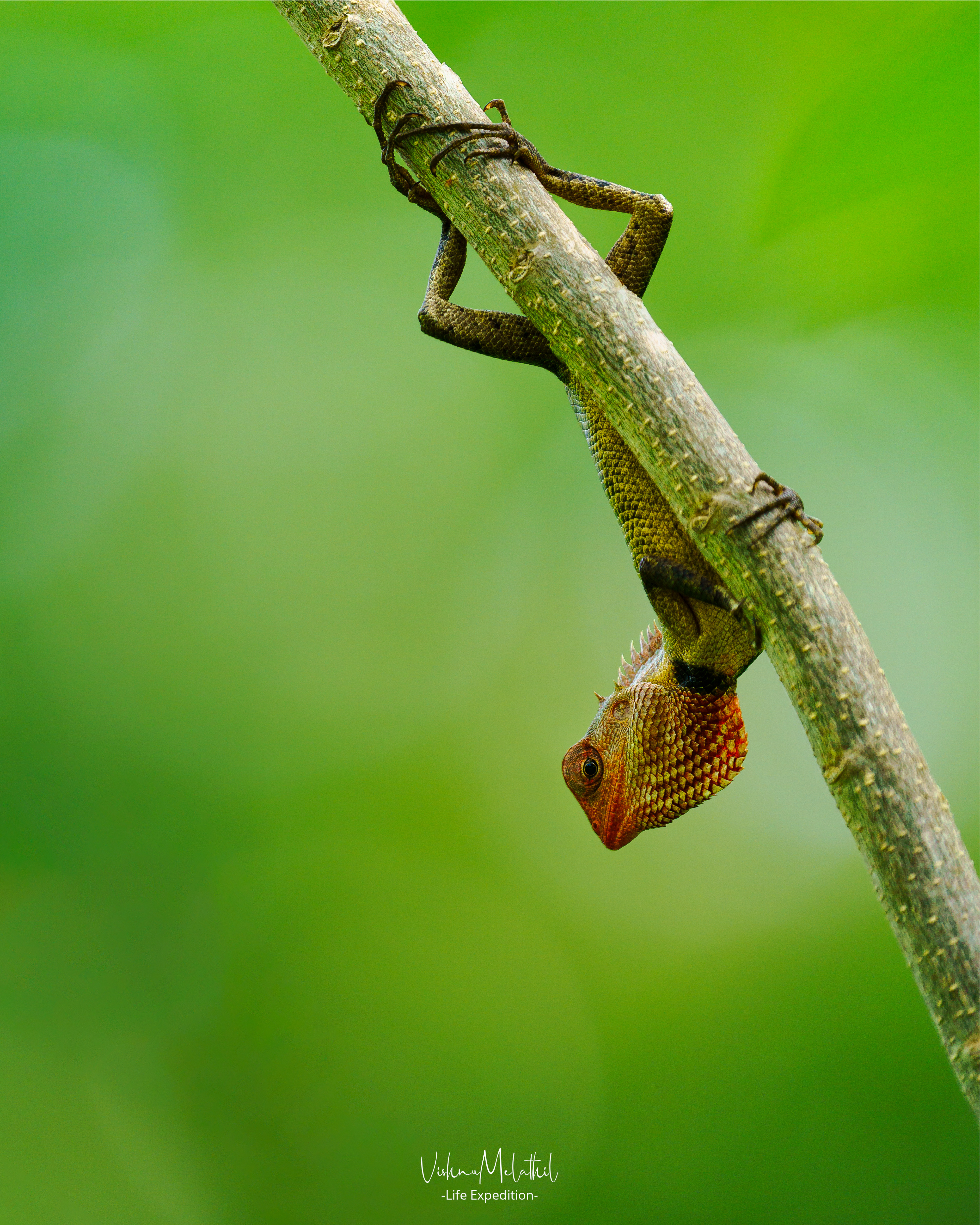 Garden Lizard from Kerala
