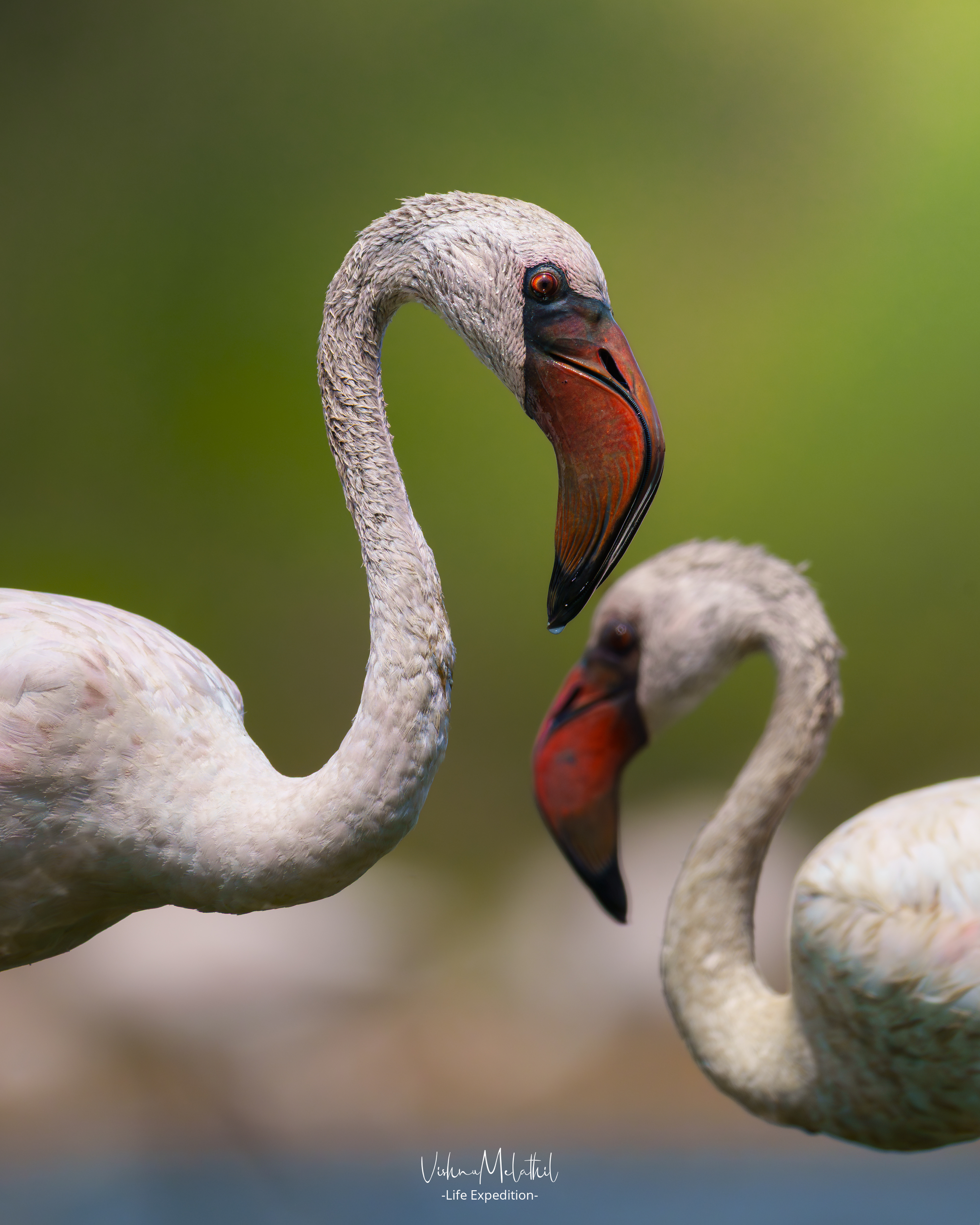 Lesser Flamingo from Maharashtra